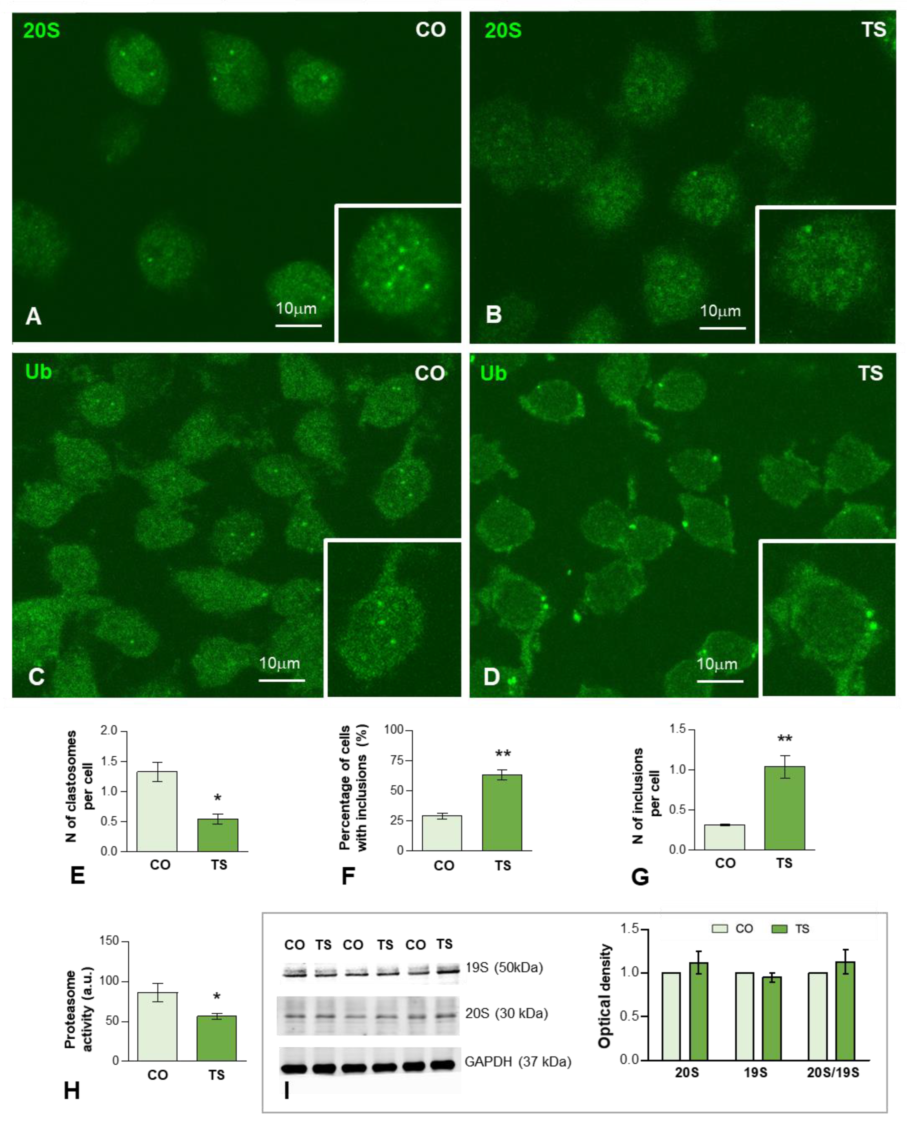Antioxidants 11 02438 g004