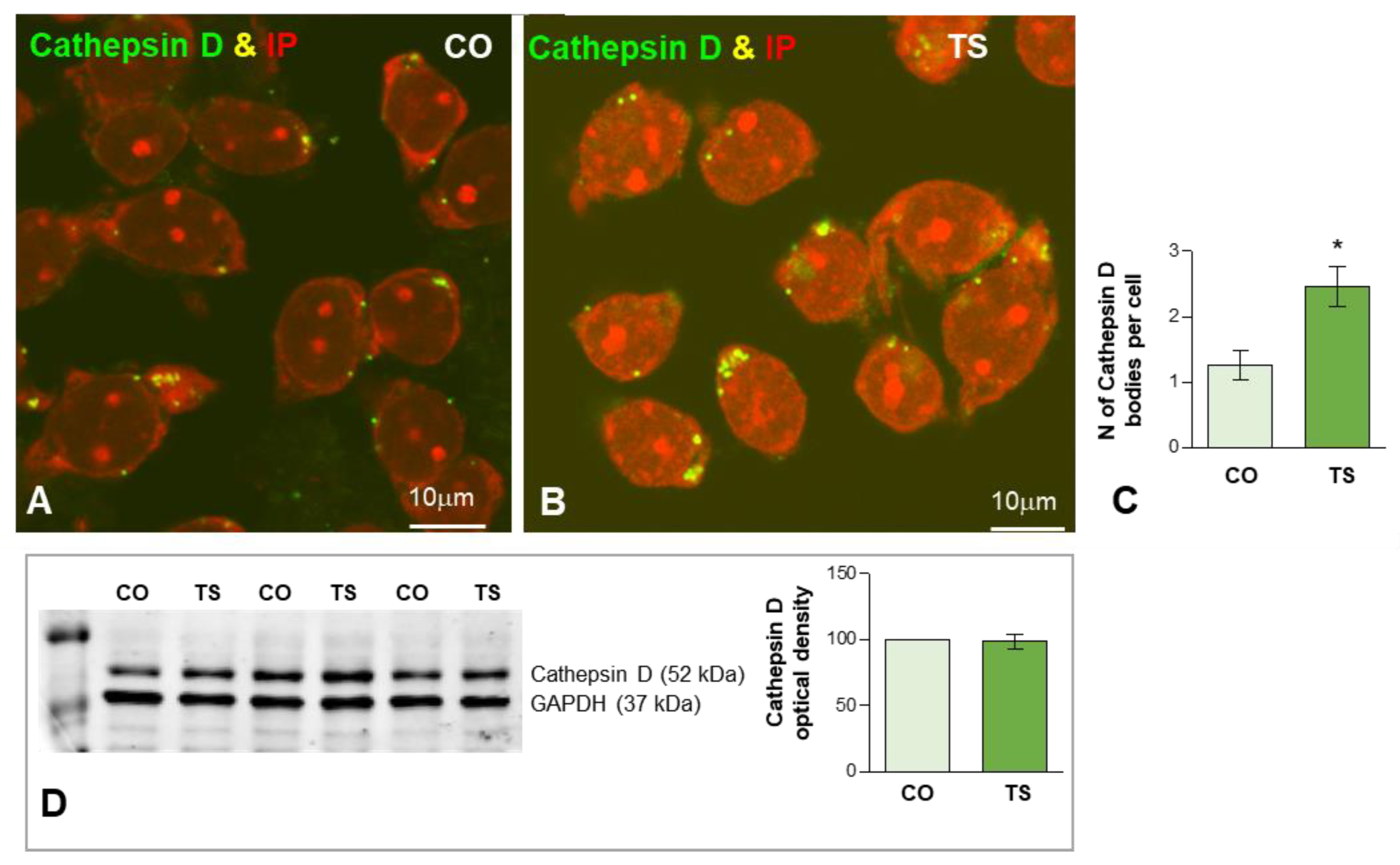Antioxidants 11 02438 g005
