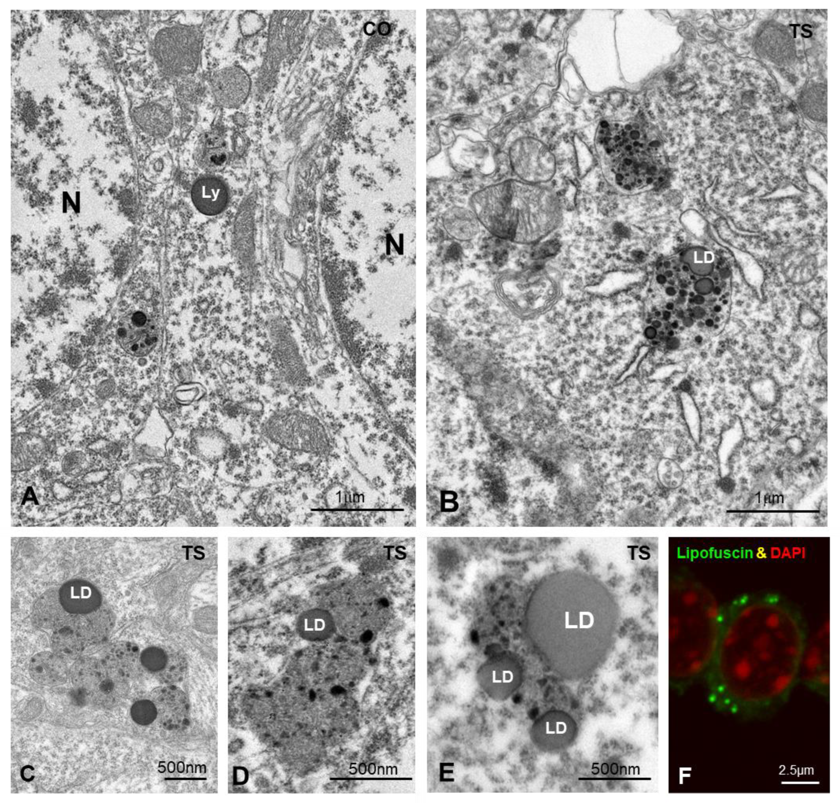 Antioxidants 11 02438 g006