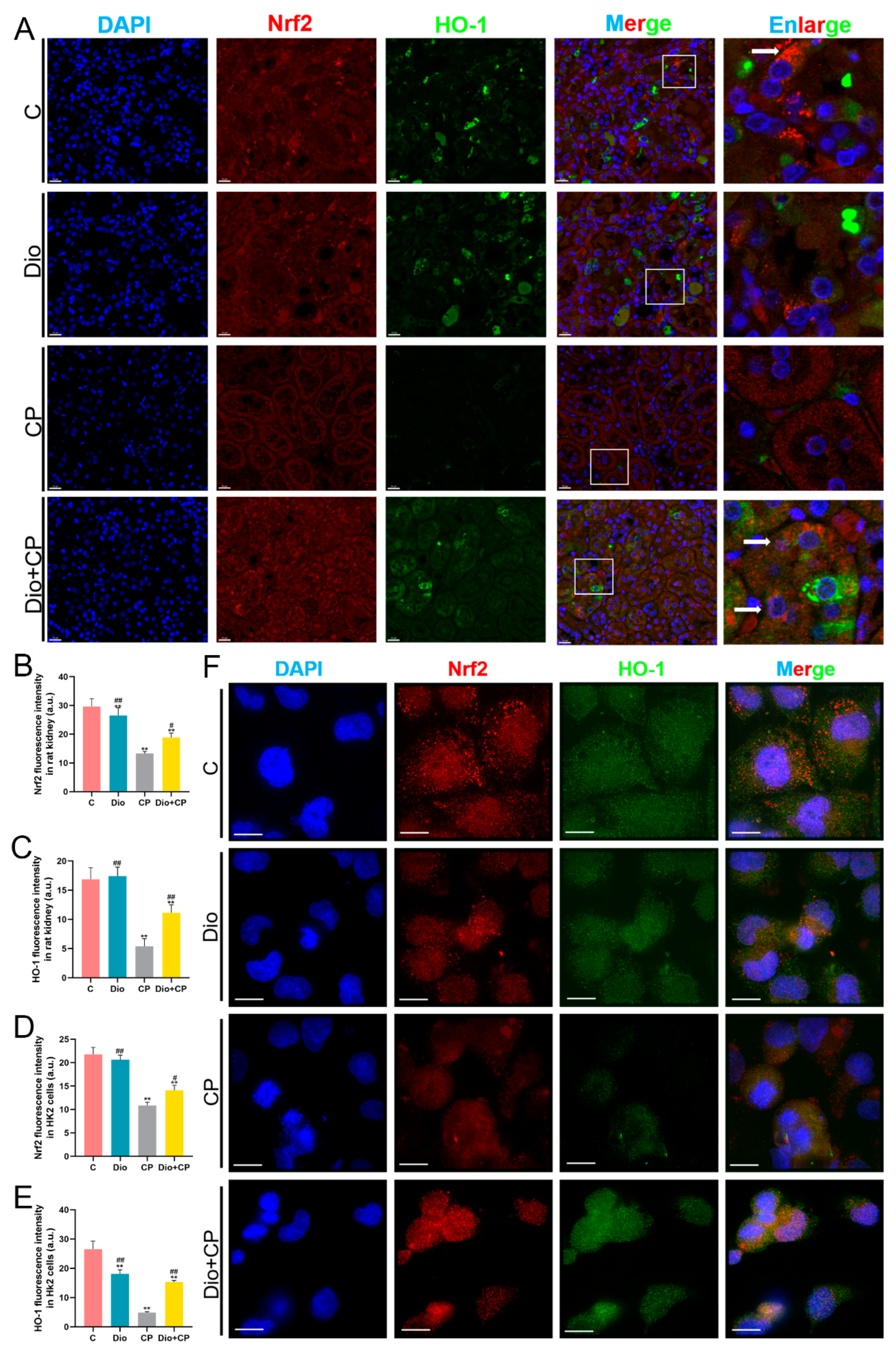 Antioxidants 11 02443 g005