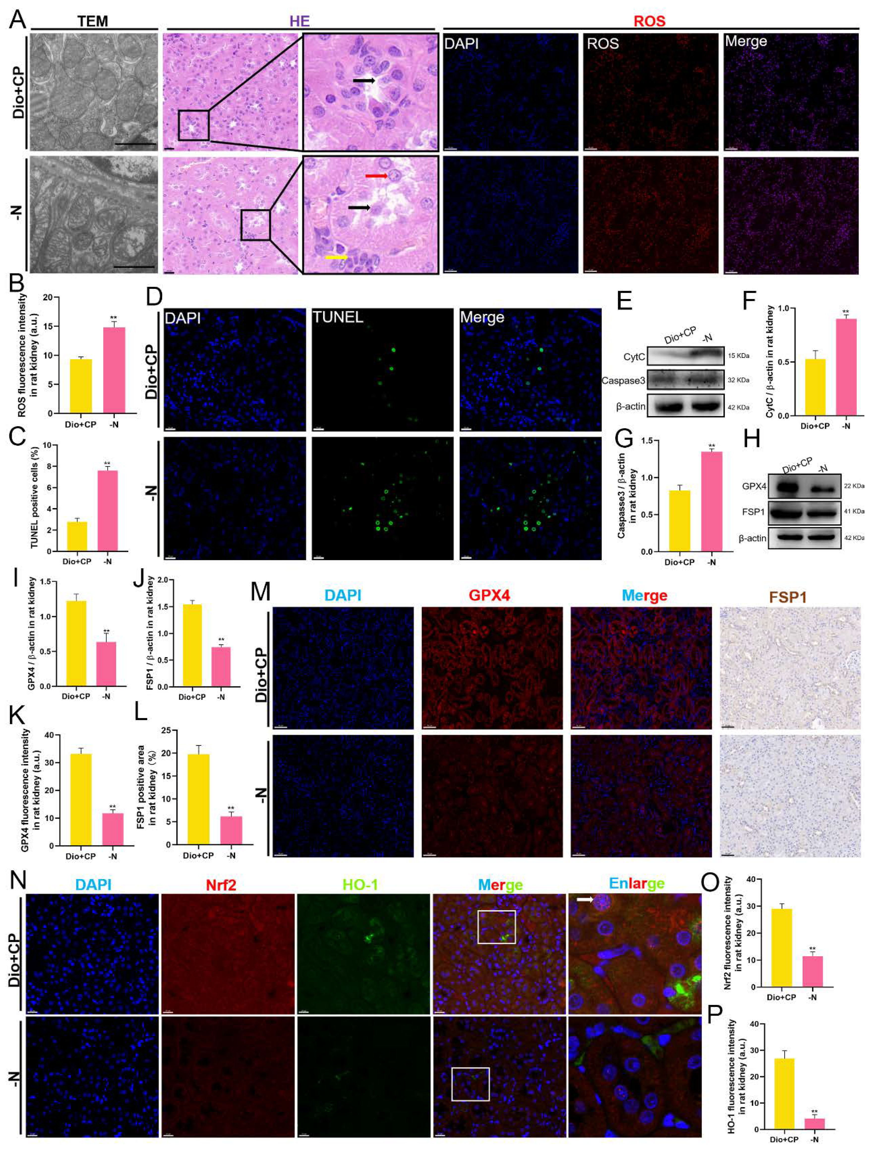 Antioxidants 11 02443 g006