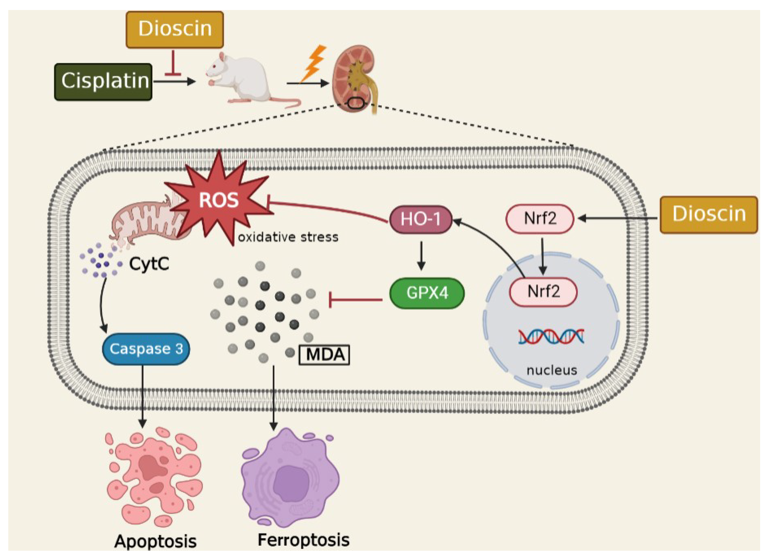 Antioxidants 11 02443 g008