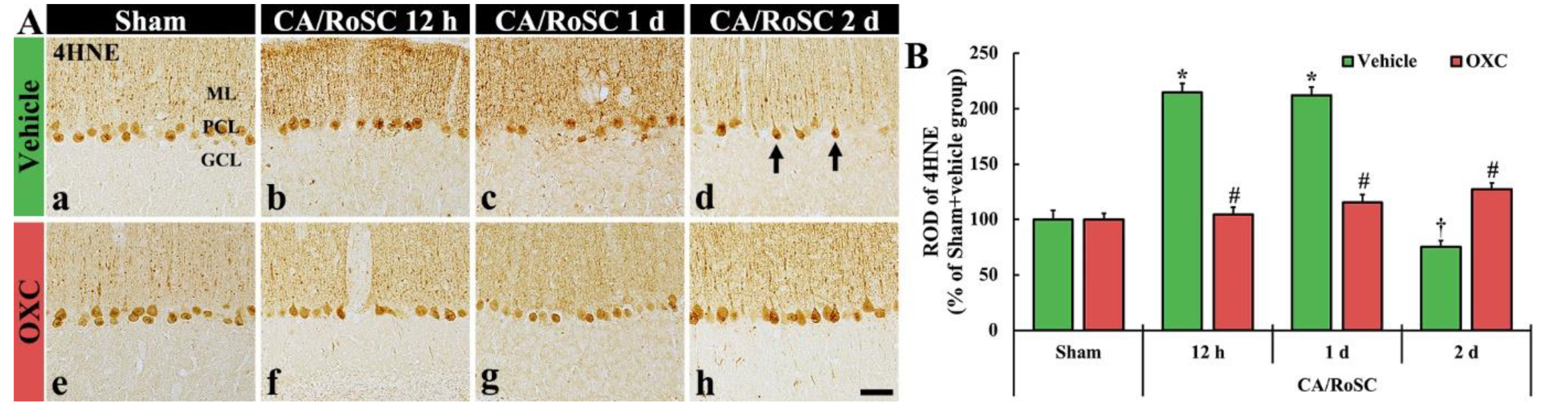 Antioxidants 11 02450 g004