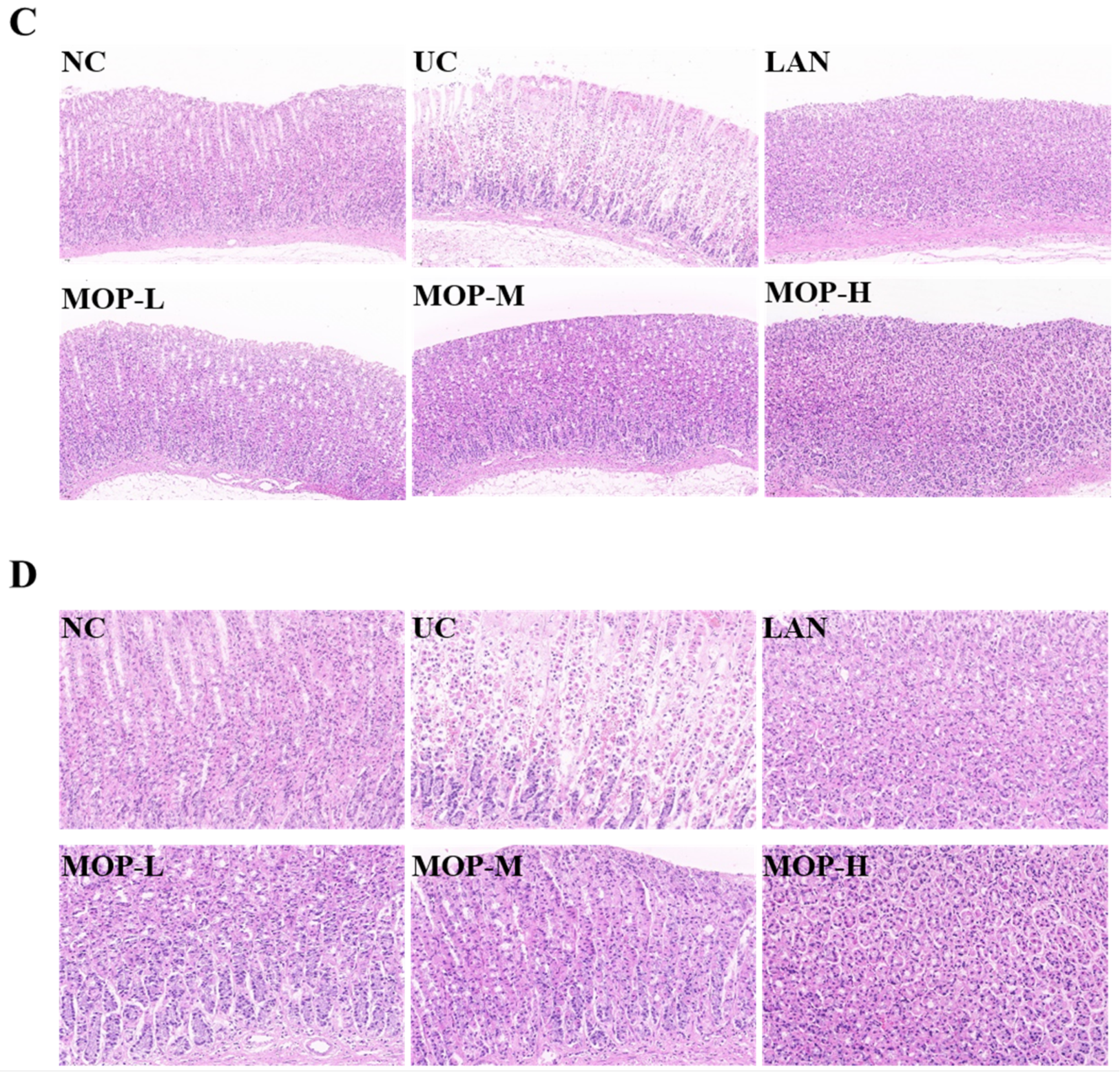 Antioxidants 11 02452 g003b