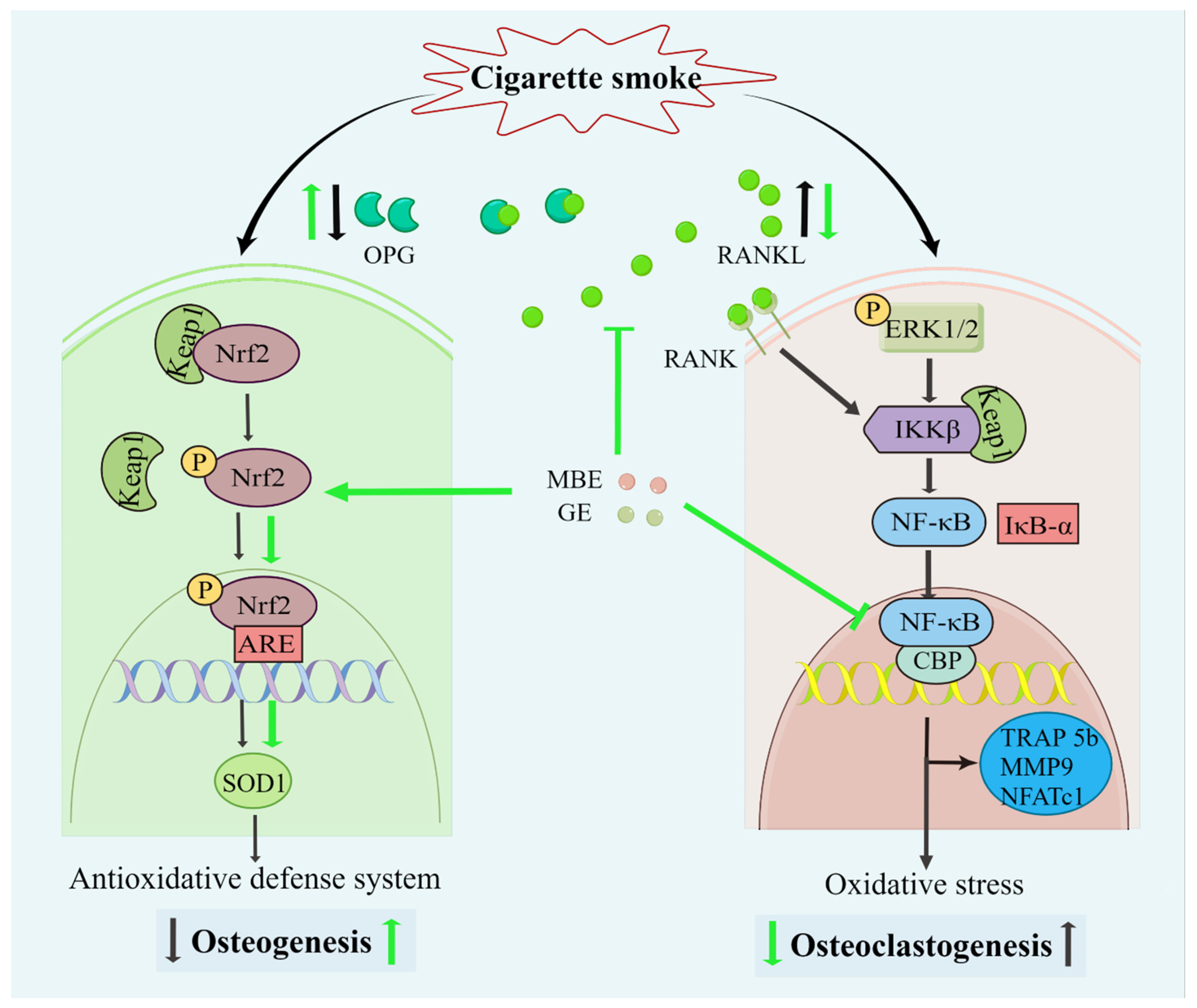 Antioxidants 11 02460 g006