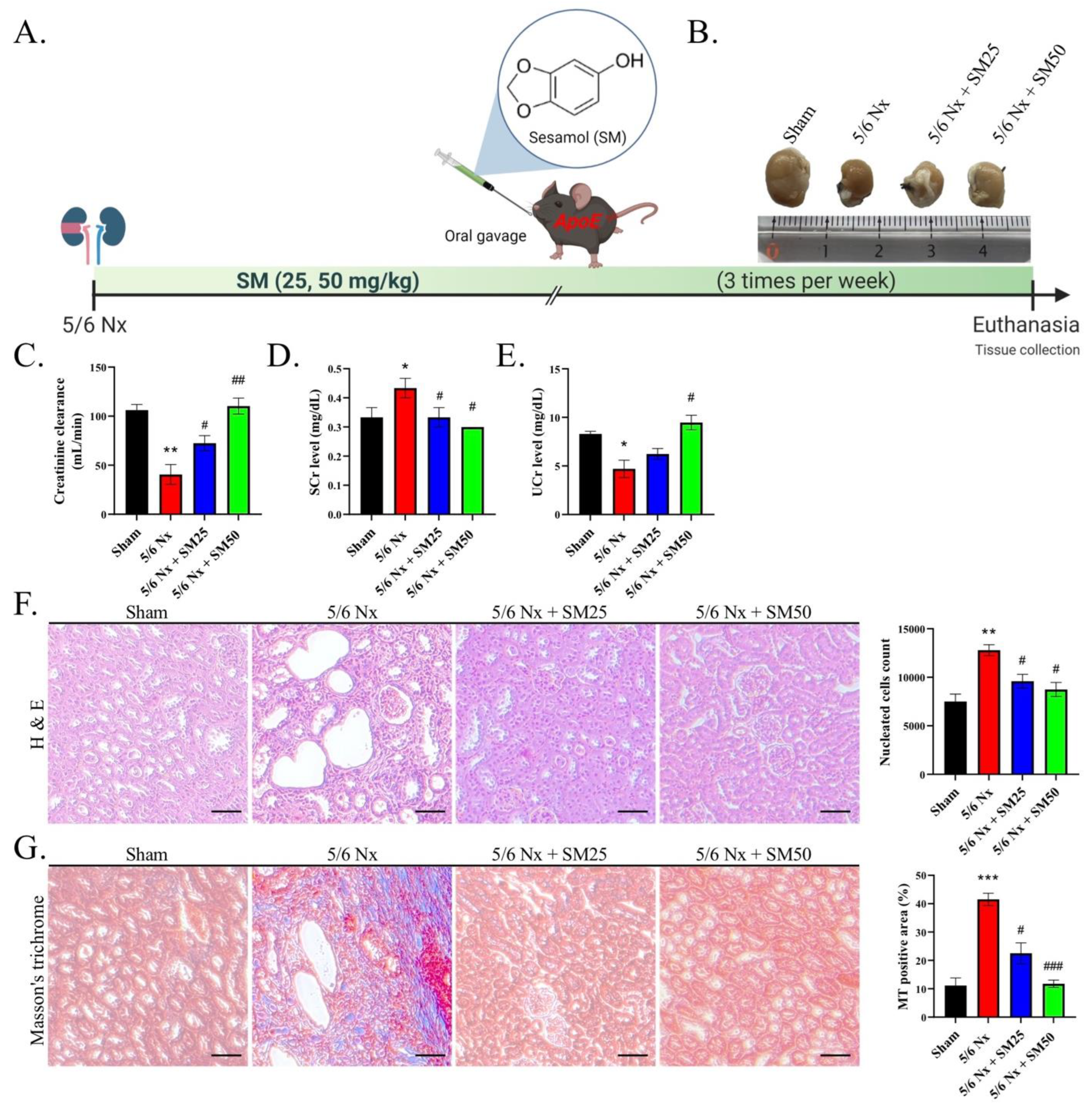 Antioxidants 11 02461 g001