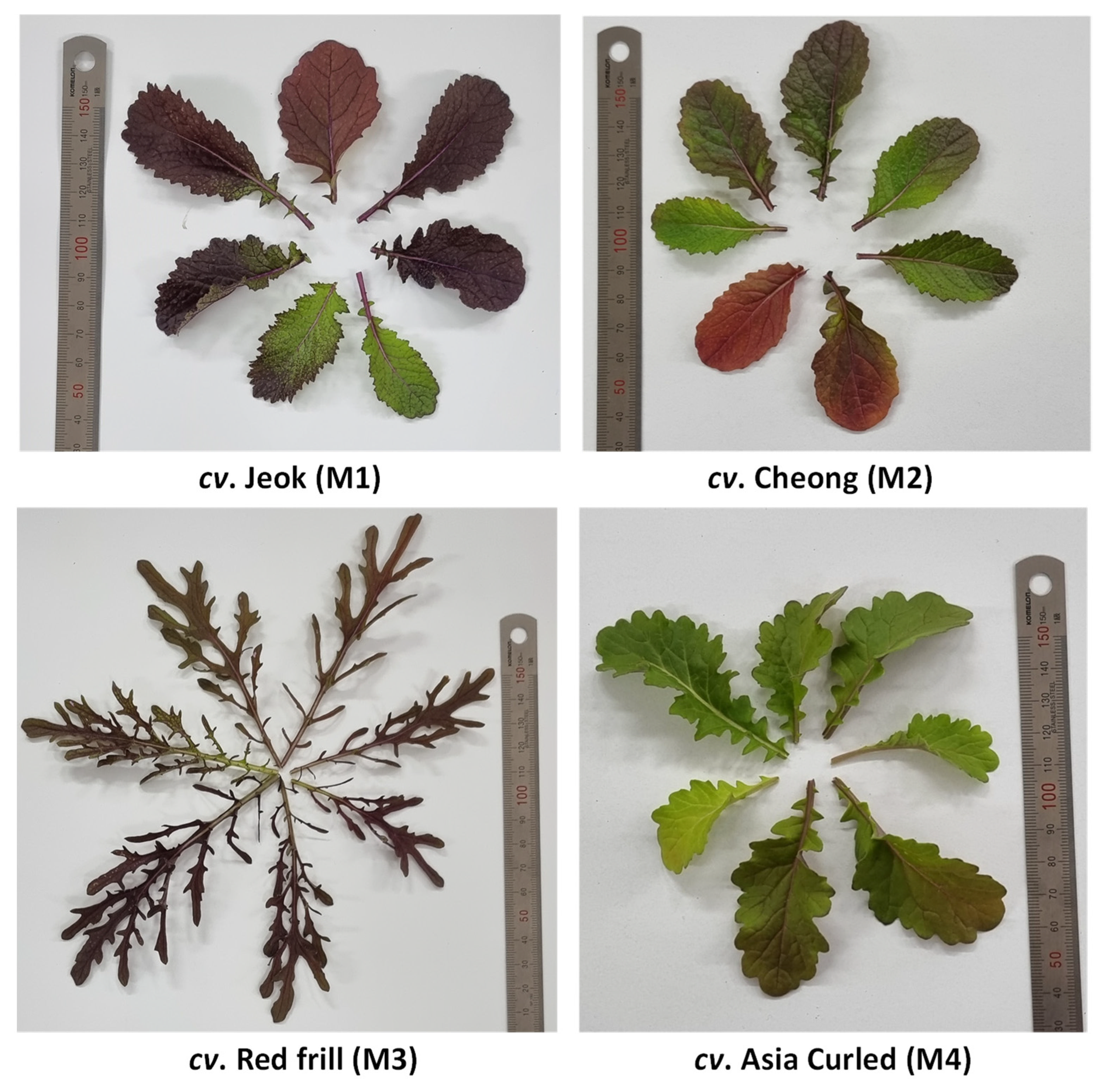 Antioxidants 11 02464 g001 Antioxidants 11 02464 g001