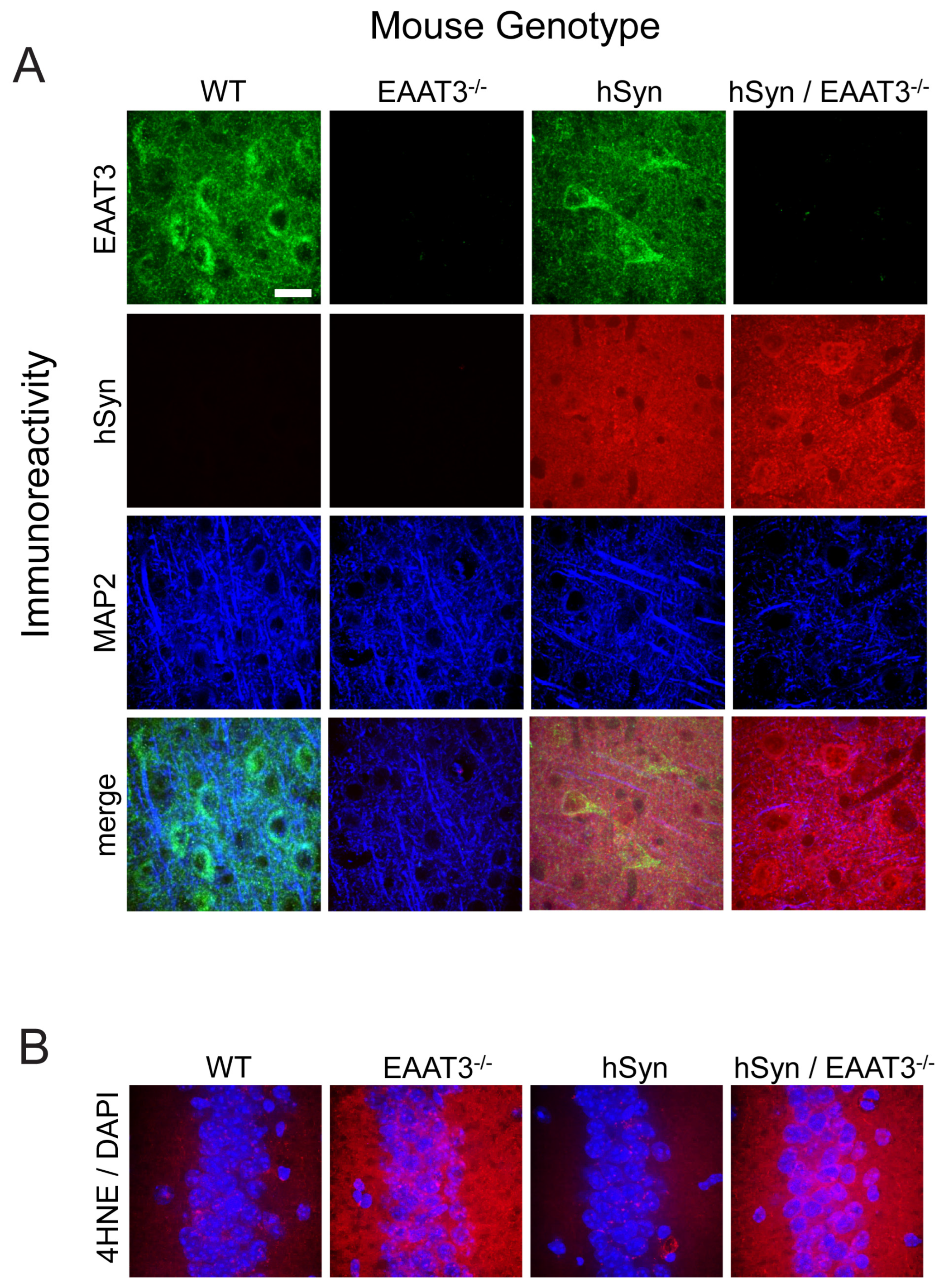 Antioxidants 11 02466 g001