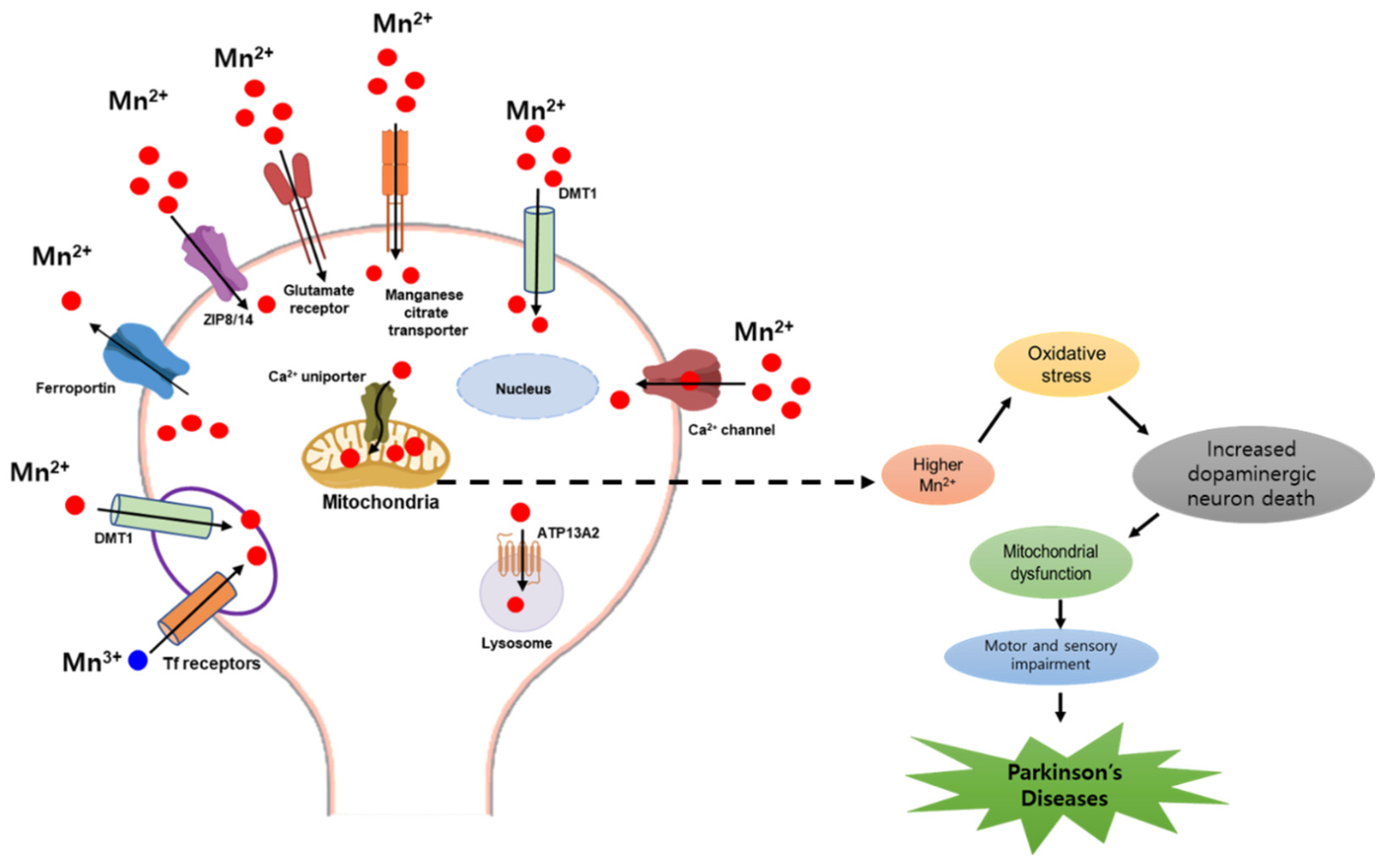Antioxidants 11 02467 g002