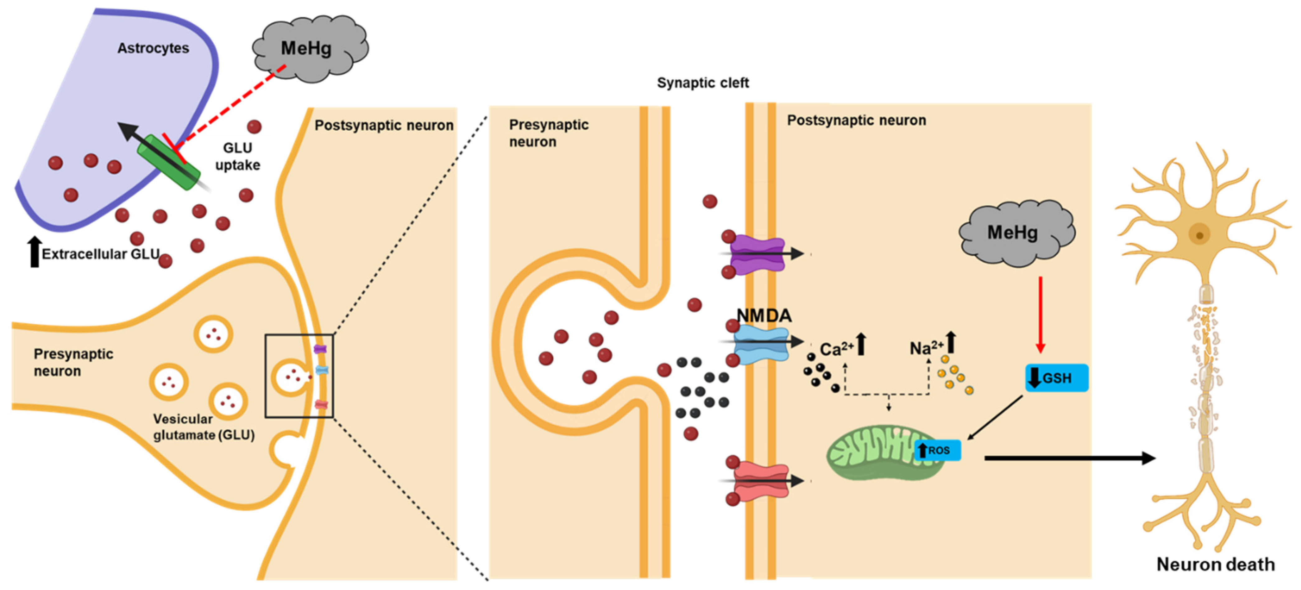 Antioxidants 11 02467 g003