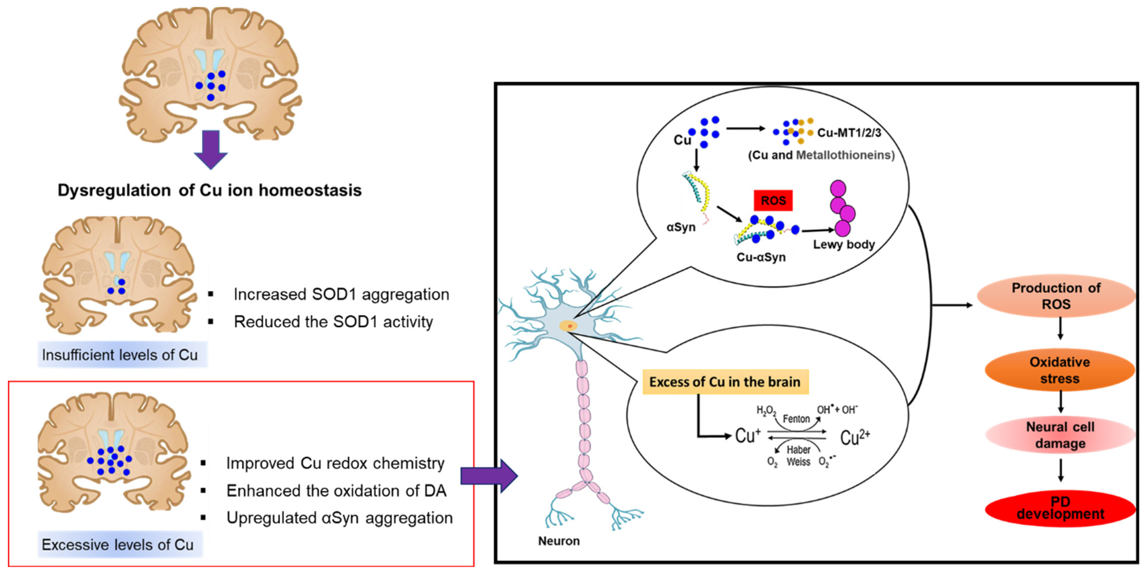 Antioxidants 11 02467 g004
