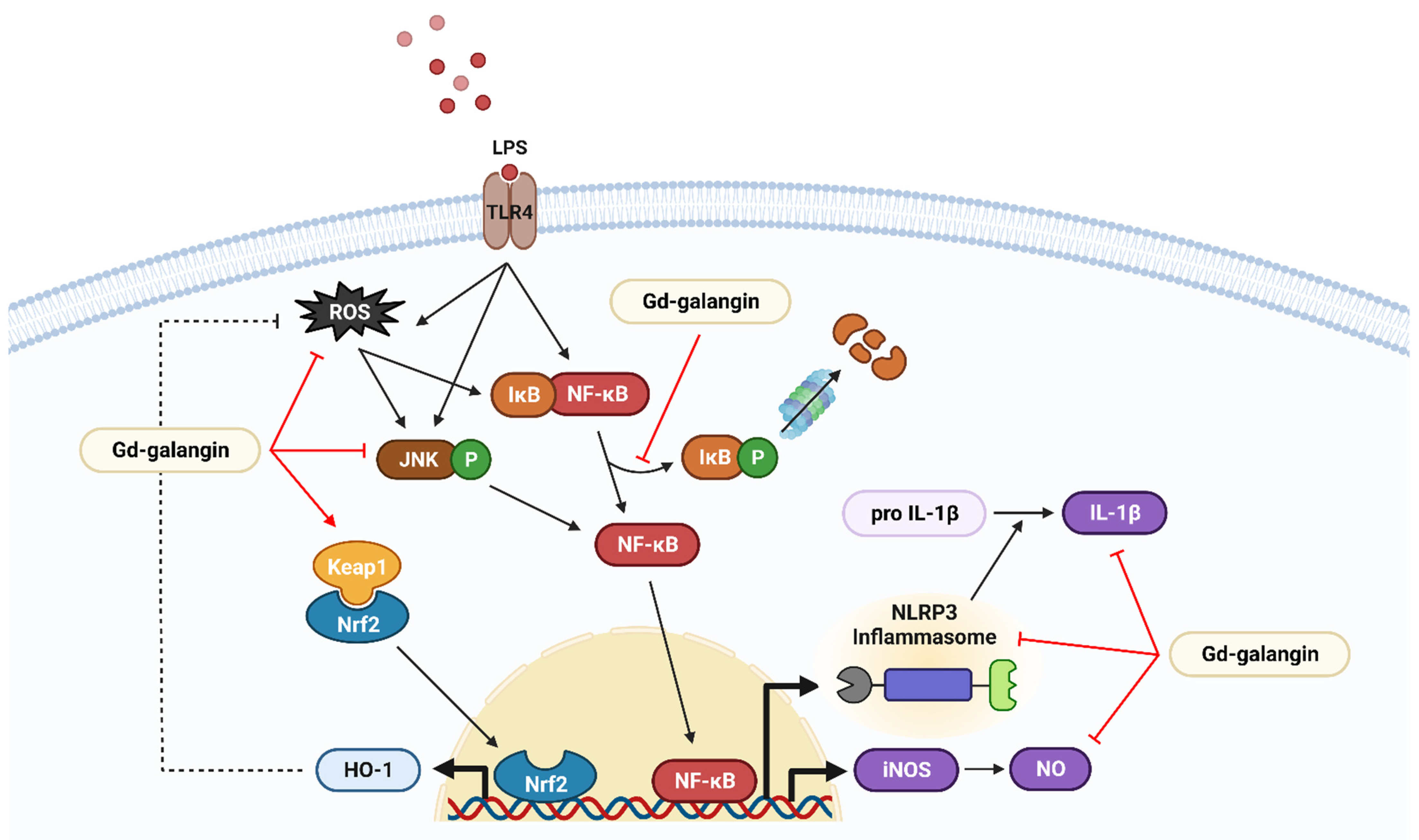 Antioxidants 11 02470 g014