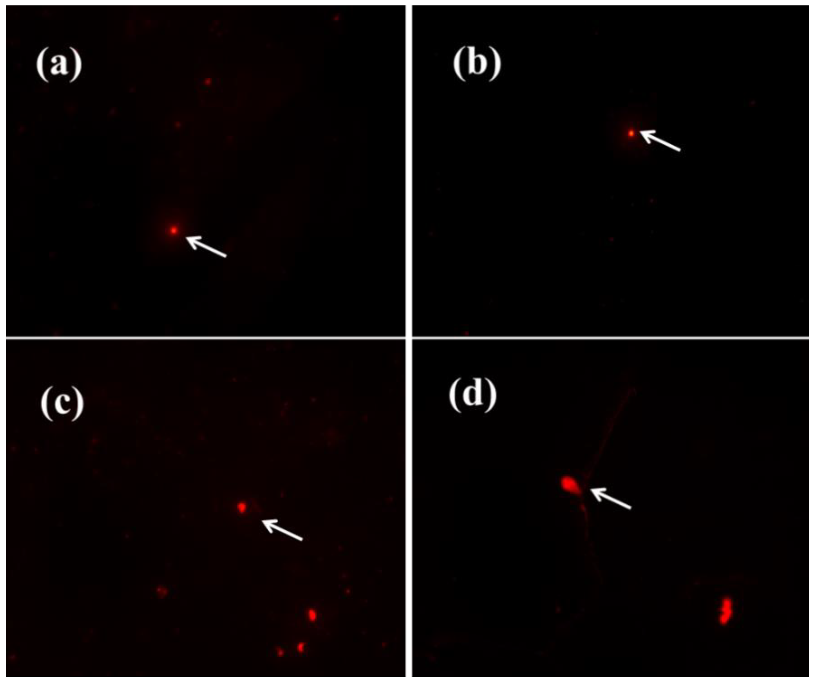 Antioxidants 11 02475 g009