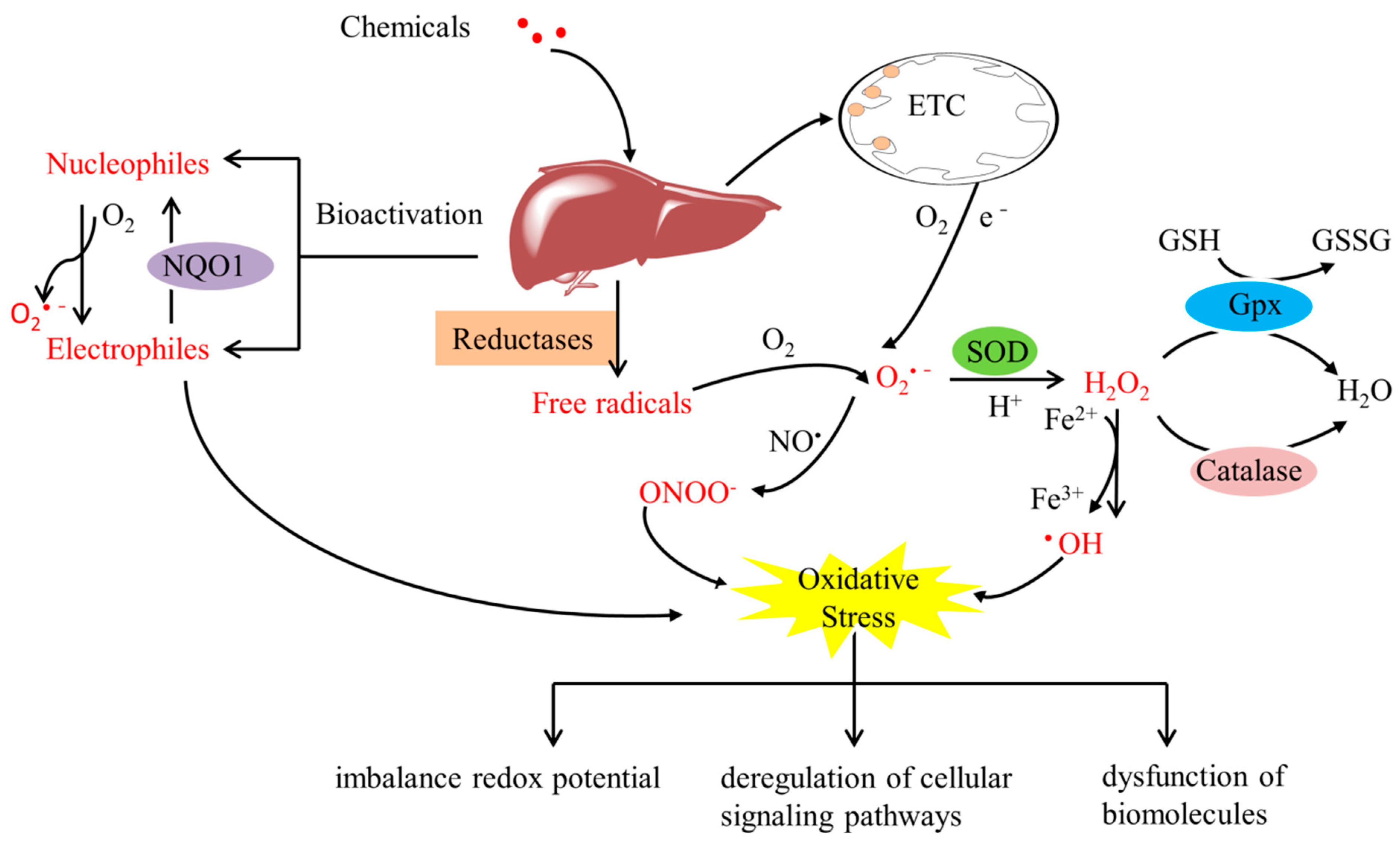 Antioxidants 11 02478 g001