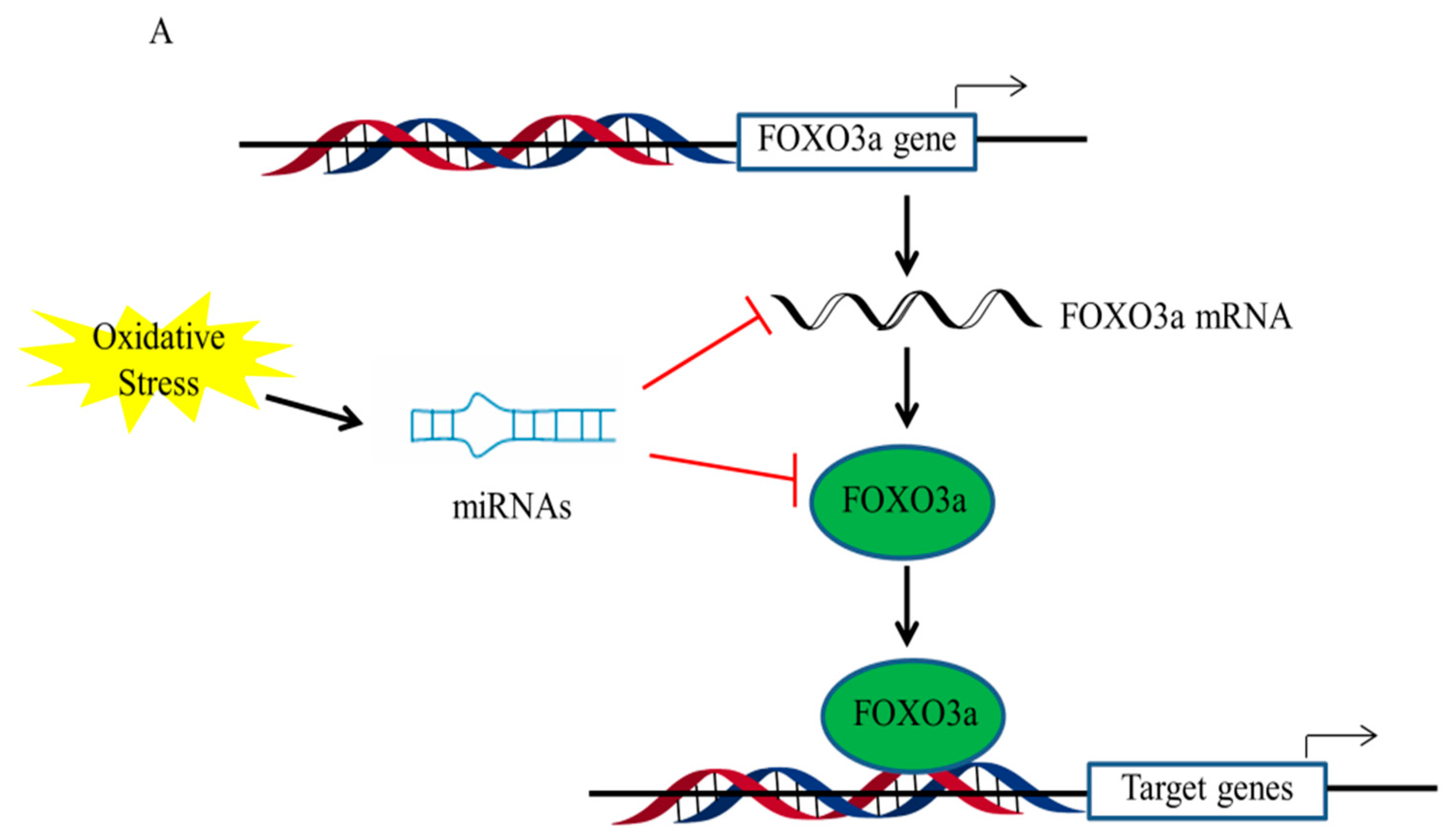 Antioxidants 11 02478 g003a