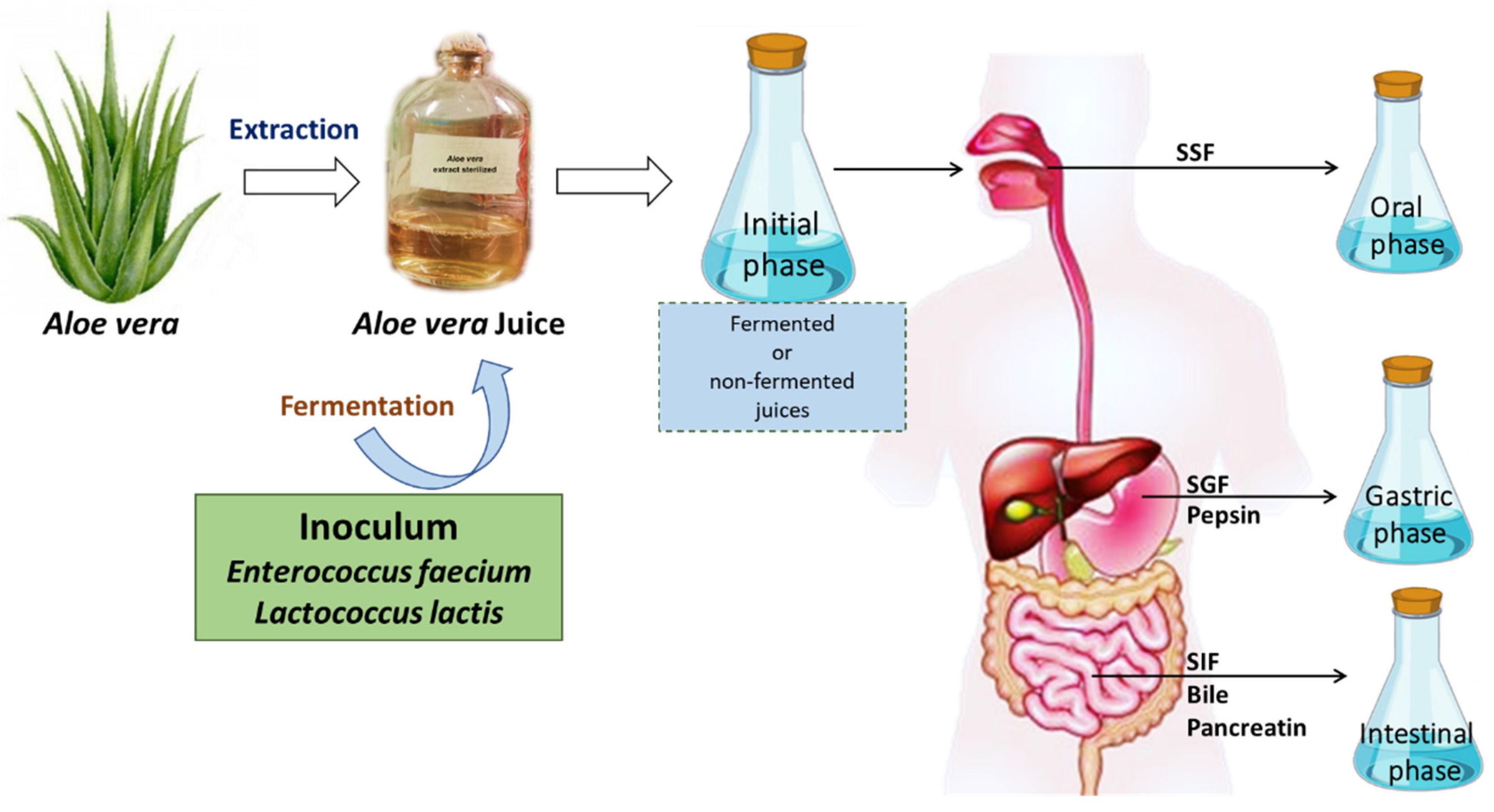 Antioxidants 11 02479 g001