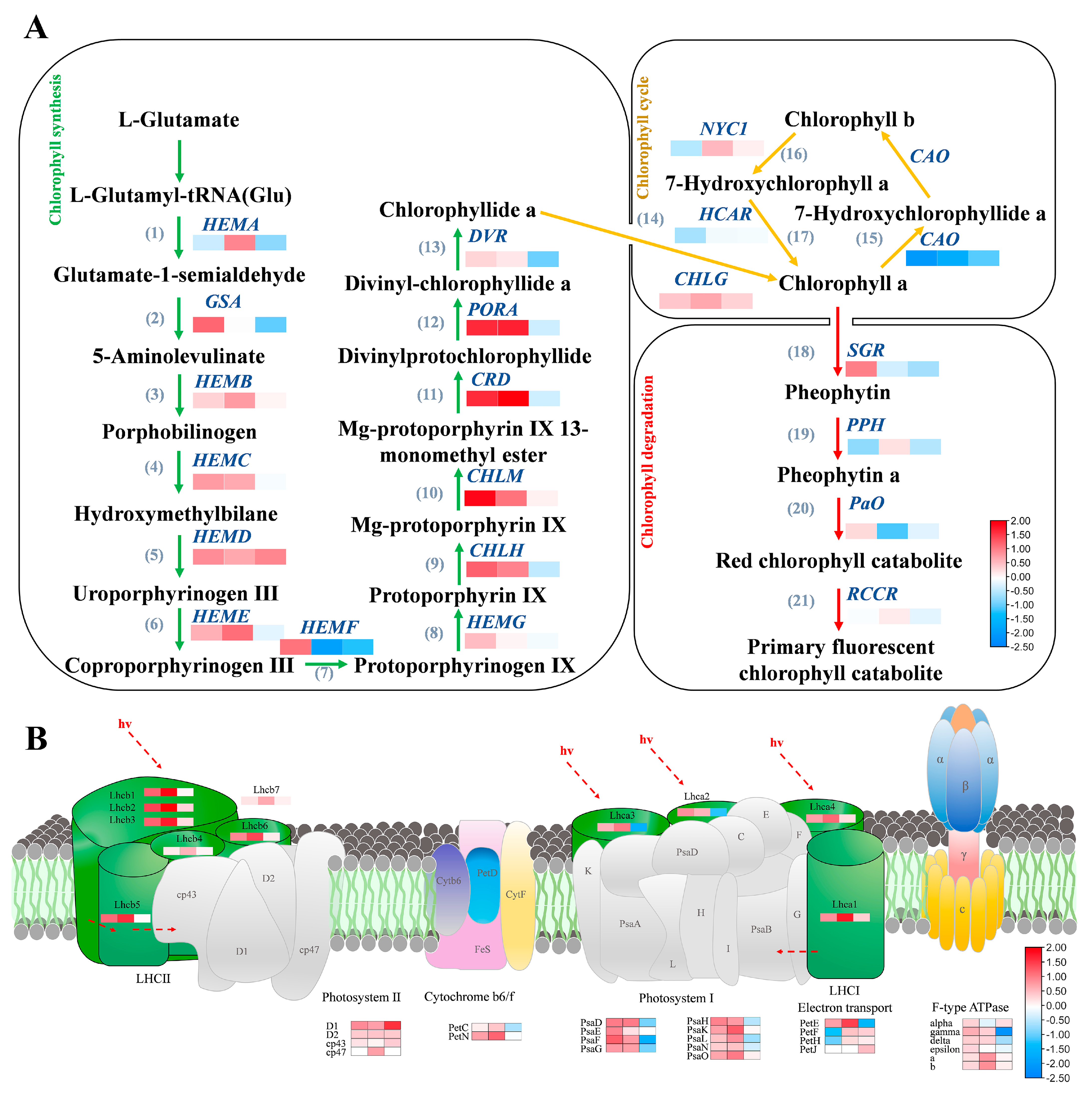 Antioxidants 11 02480 g004