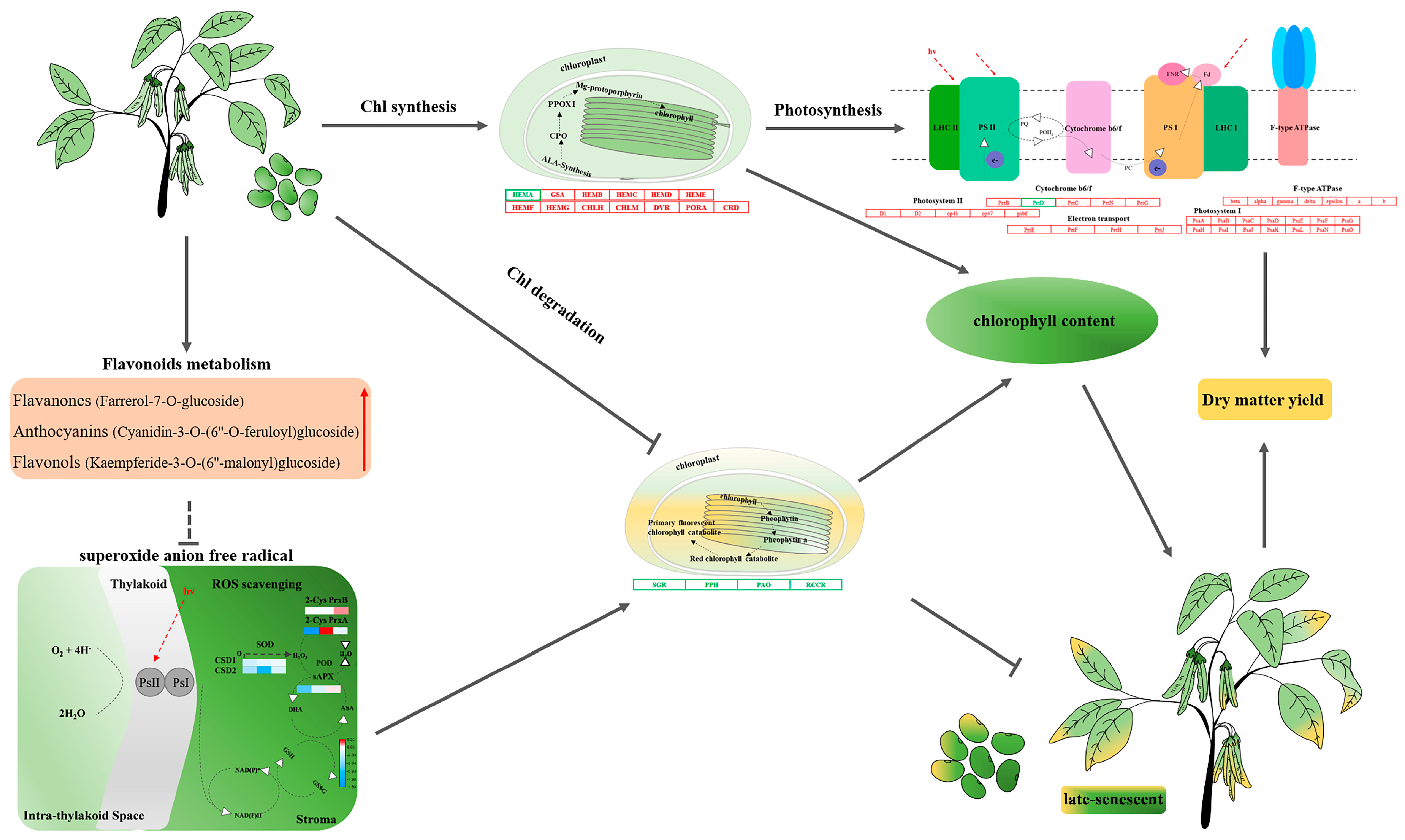 Antioxidants 11 02480 g007