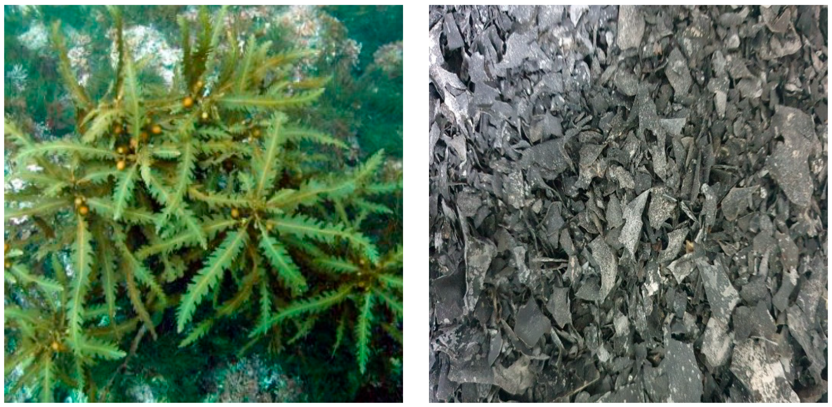 Antioxidants 11 02483 g001 Antioxidants 11 02483 g001