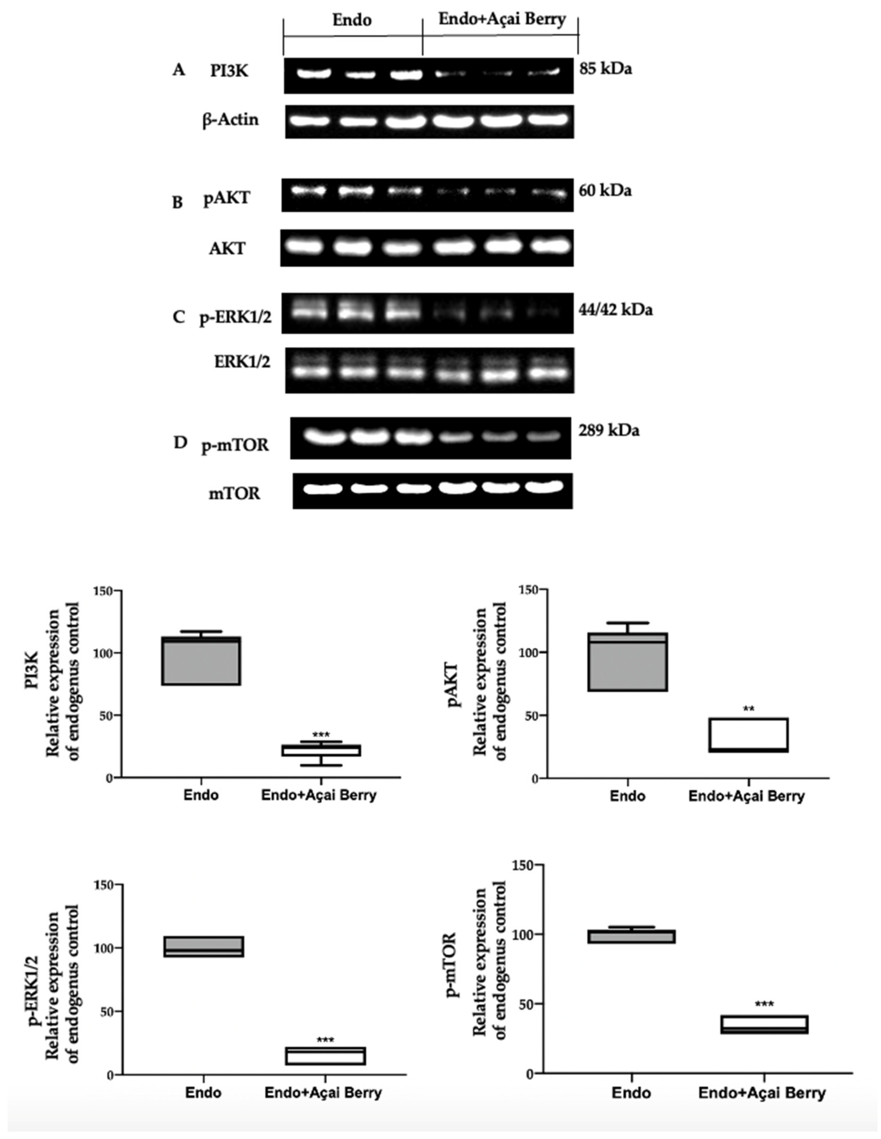 Antioxidants 11 02484 g003 Antioxidants 11 02484 g003