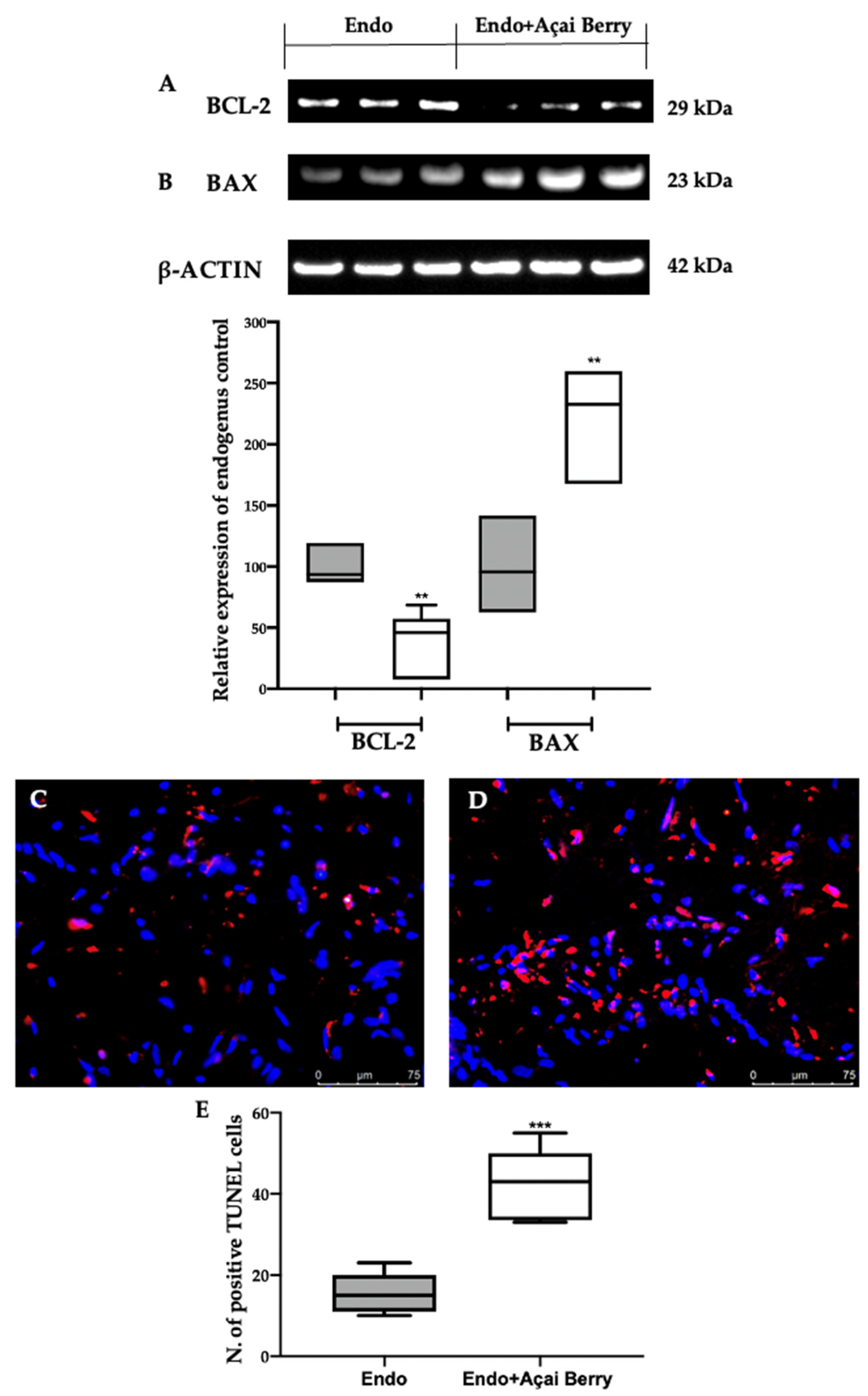 Antioxidants 11 02484 g007 Antioxidants 11 02484 g007