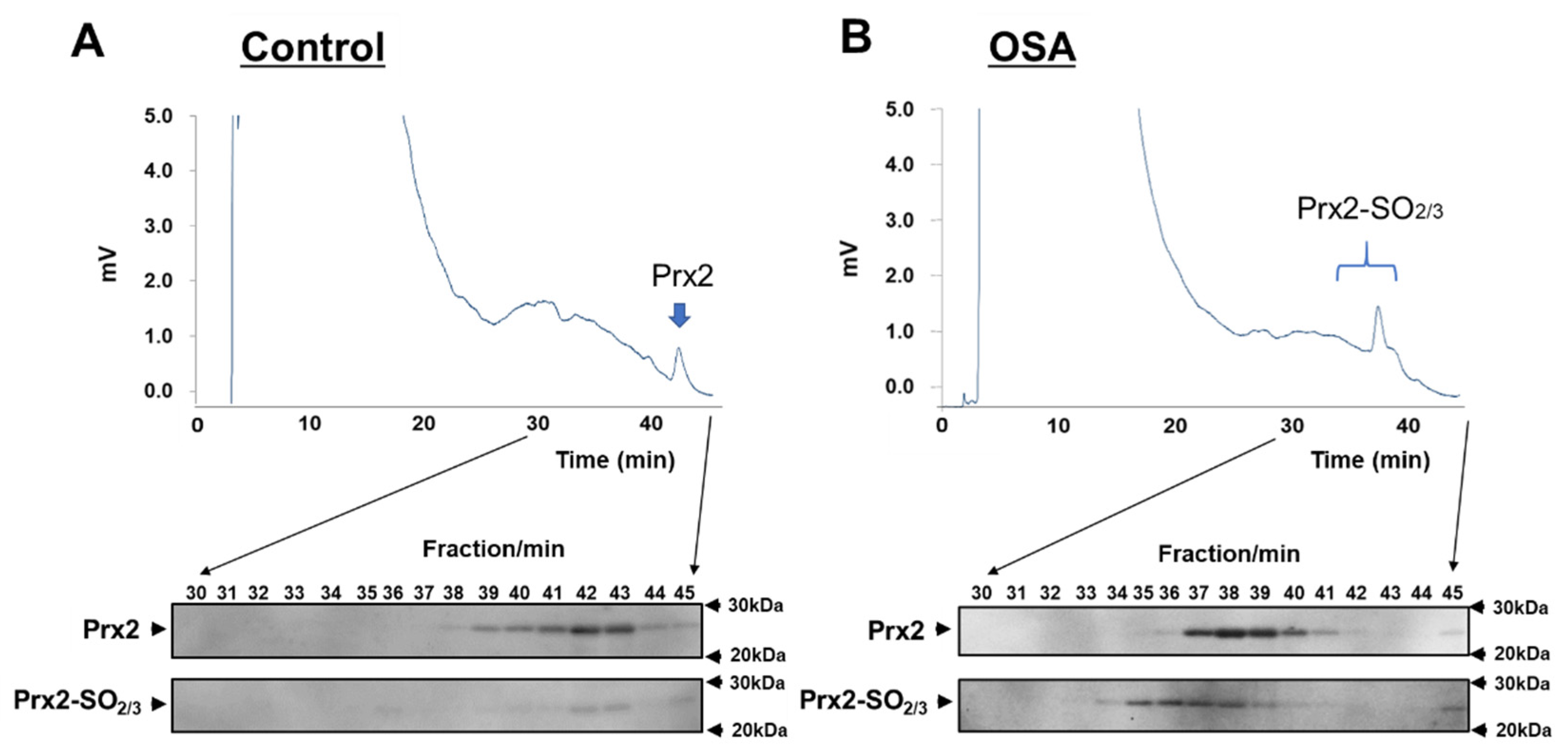 Antioxidants 11 02486 g004