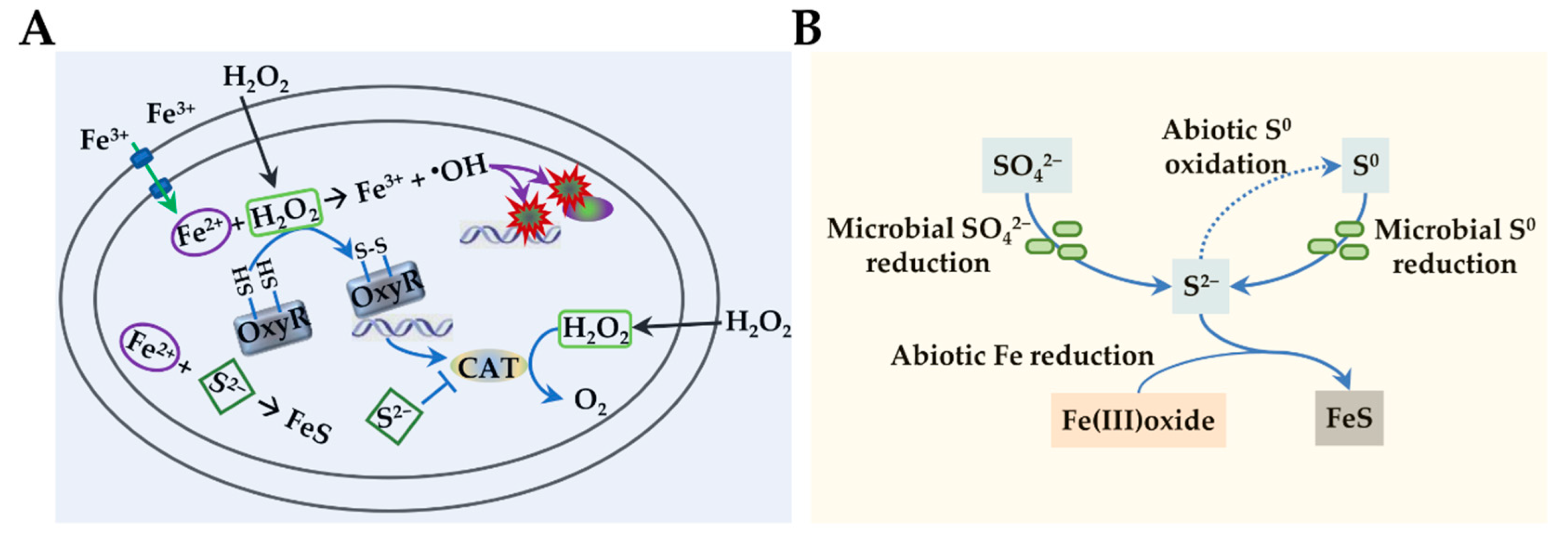 Antioxidants 11 02487 g005