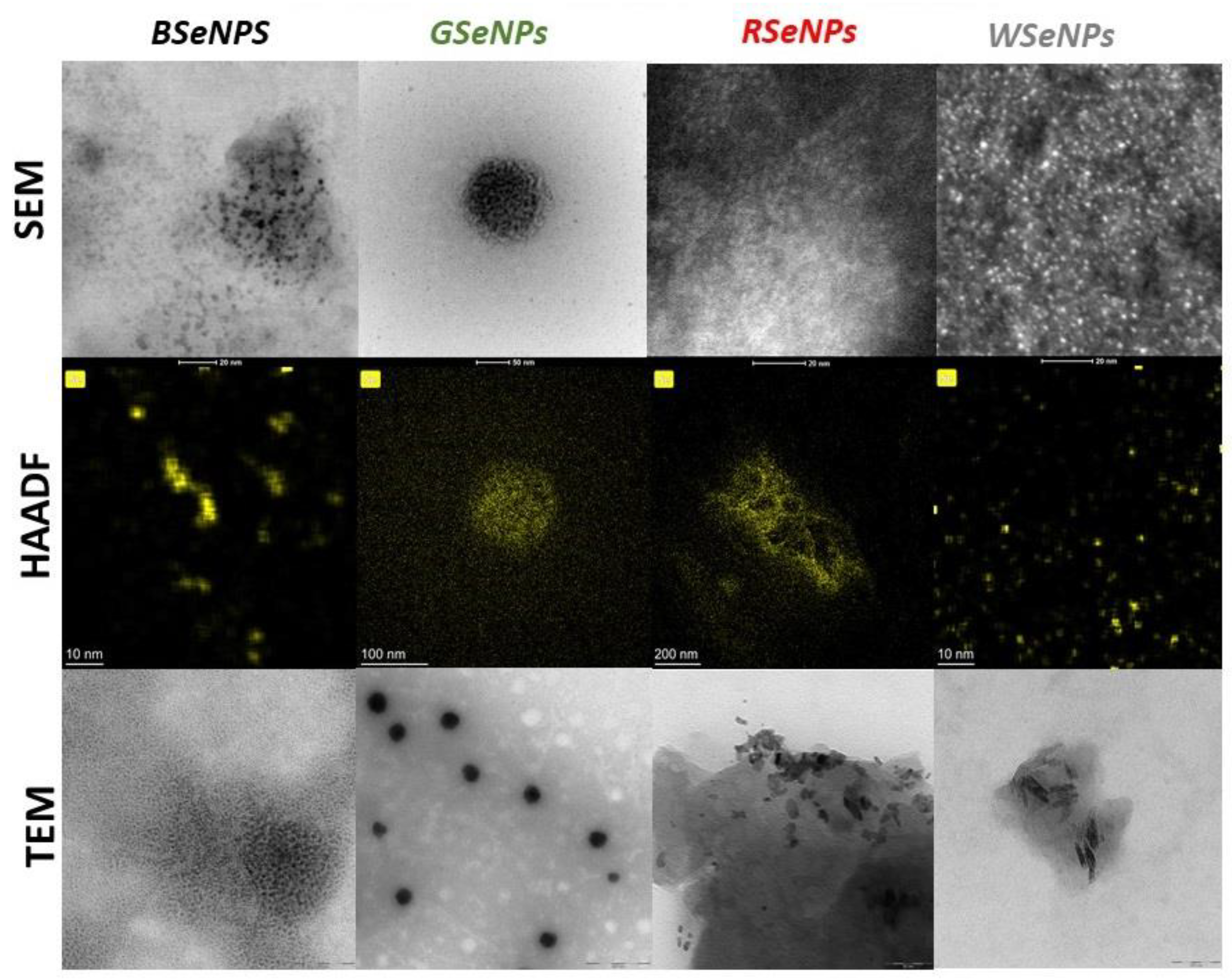 Antioxidants 11 02489 g003 Antioxidants 11 02489 g003