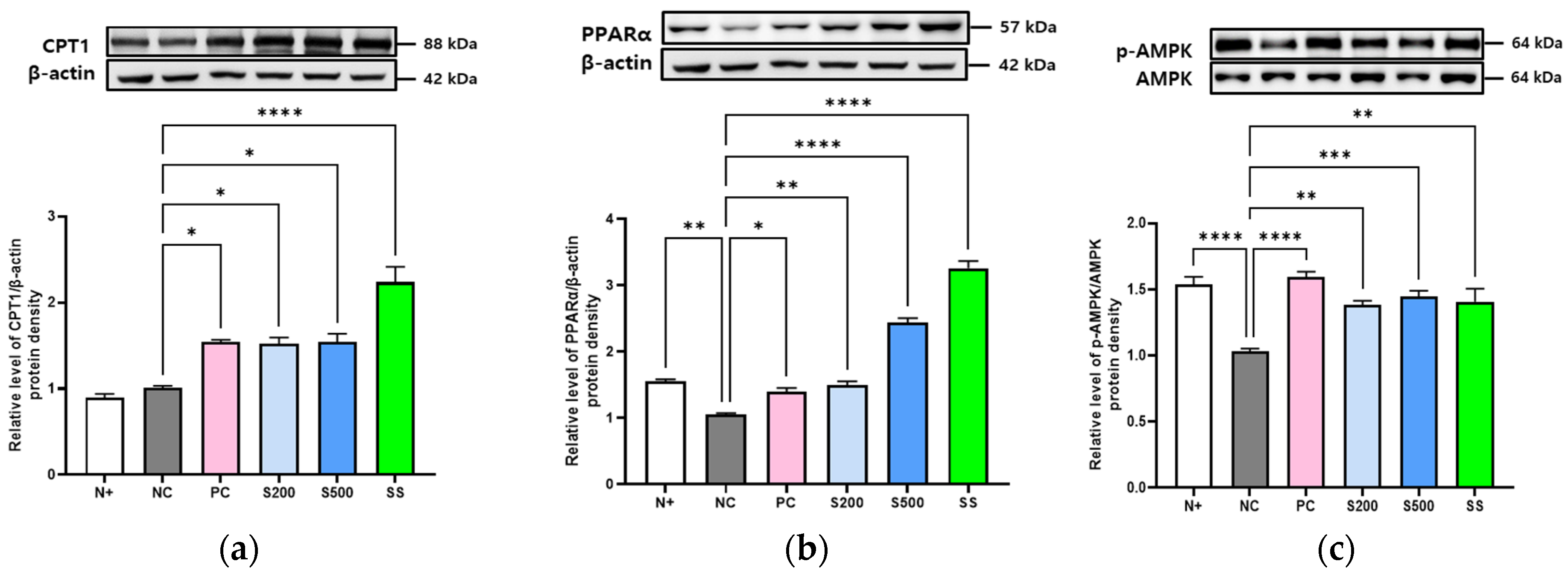 Antioxidants 11 02496 g003