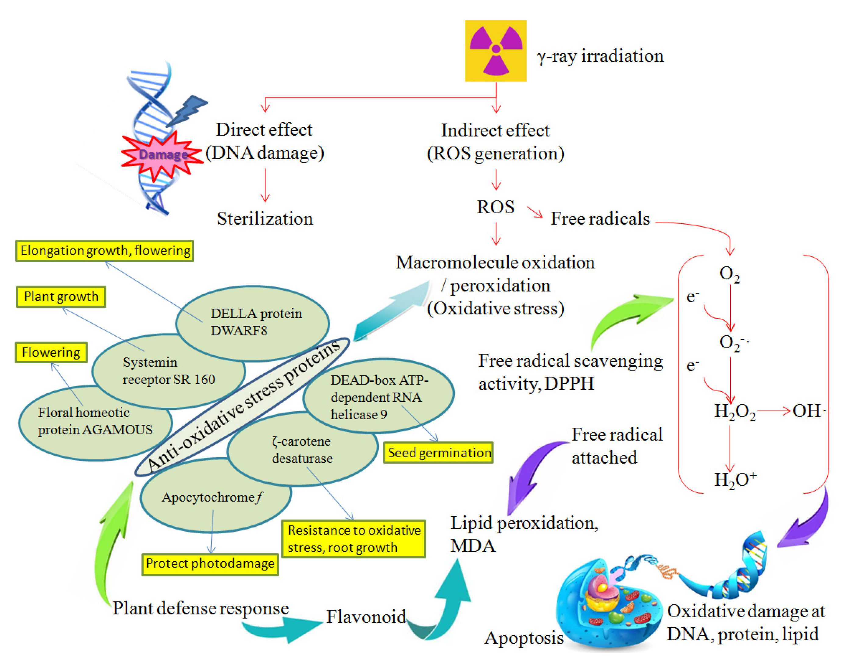 Antioxidants 11 02498 g006