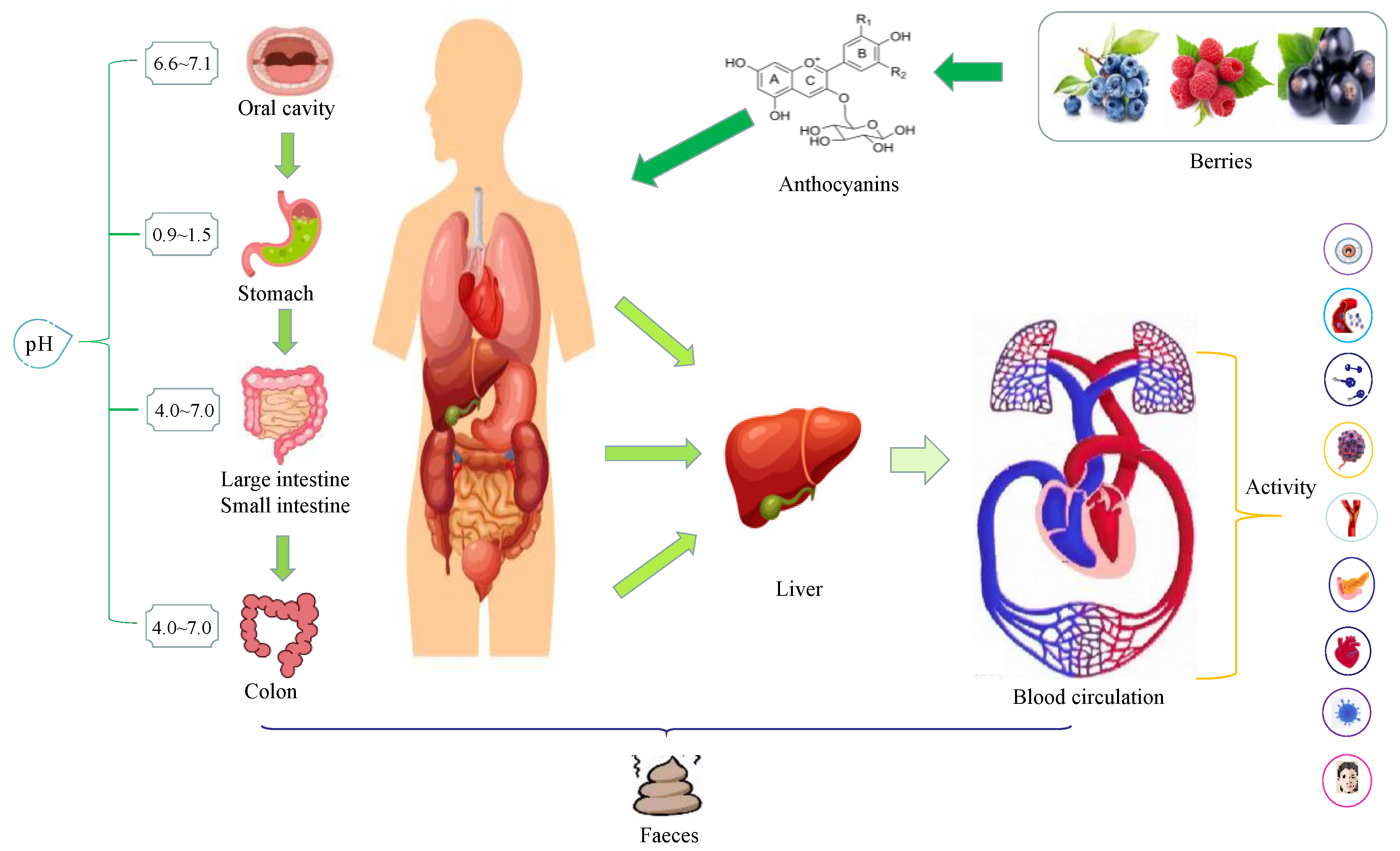 Antioxidants 12 00003 g003