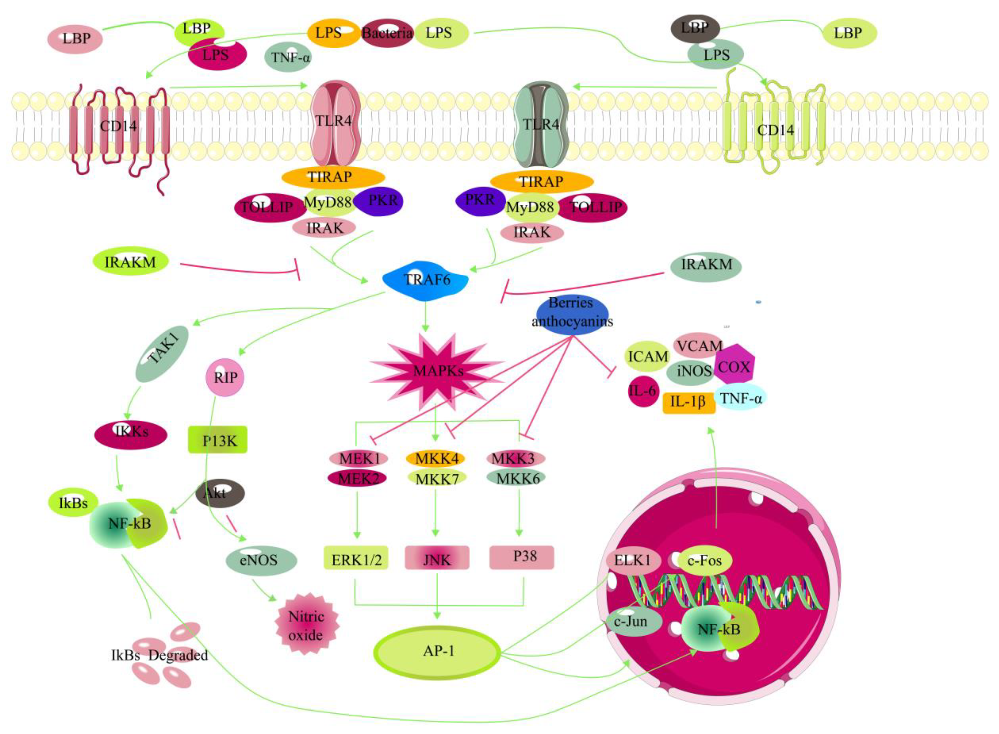 Antioxidants 12 00003 g005