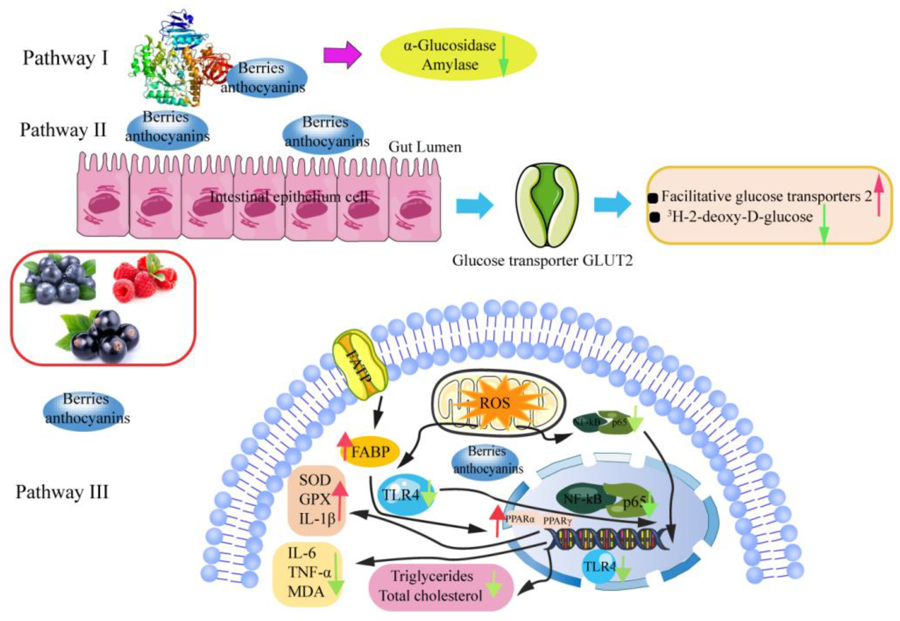 Antioxidants 12 00003 g006