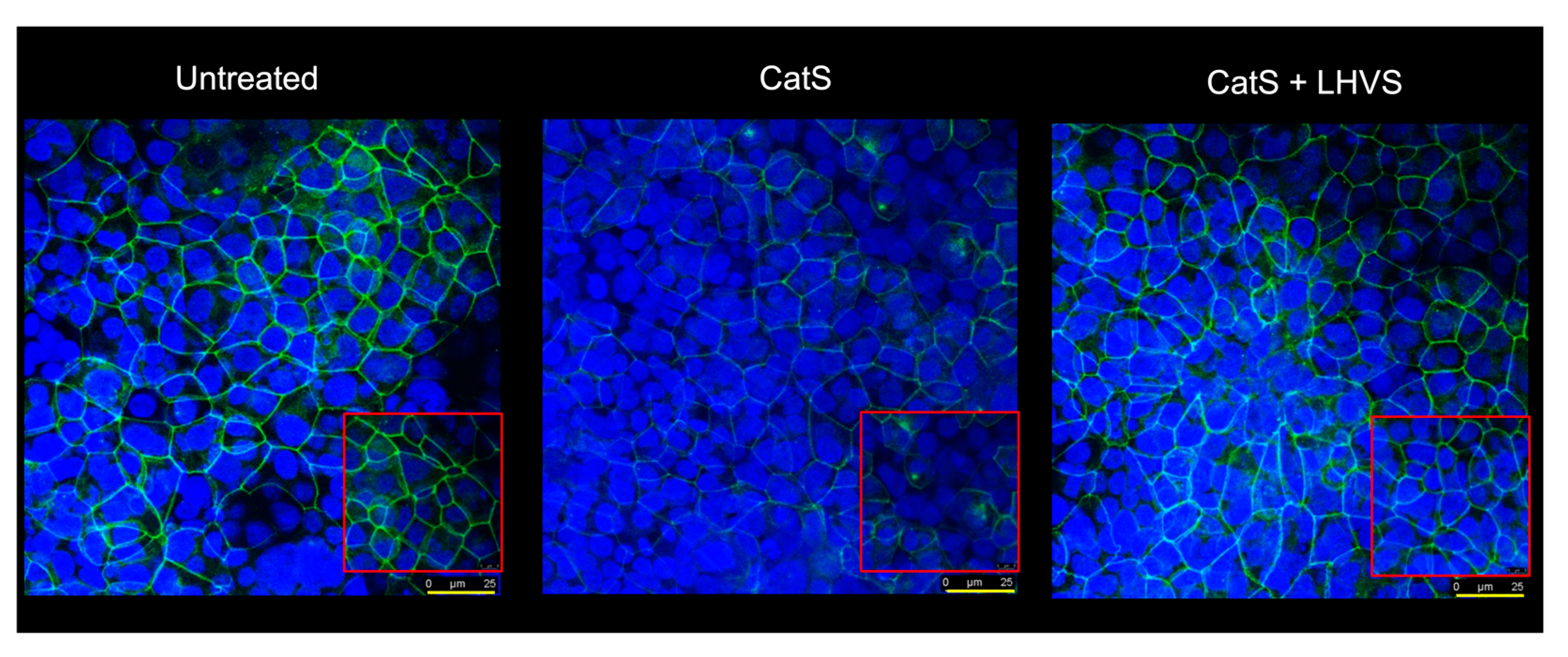 Antioxidants 12 00005 g006