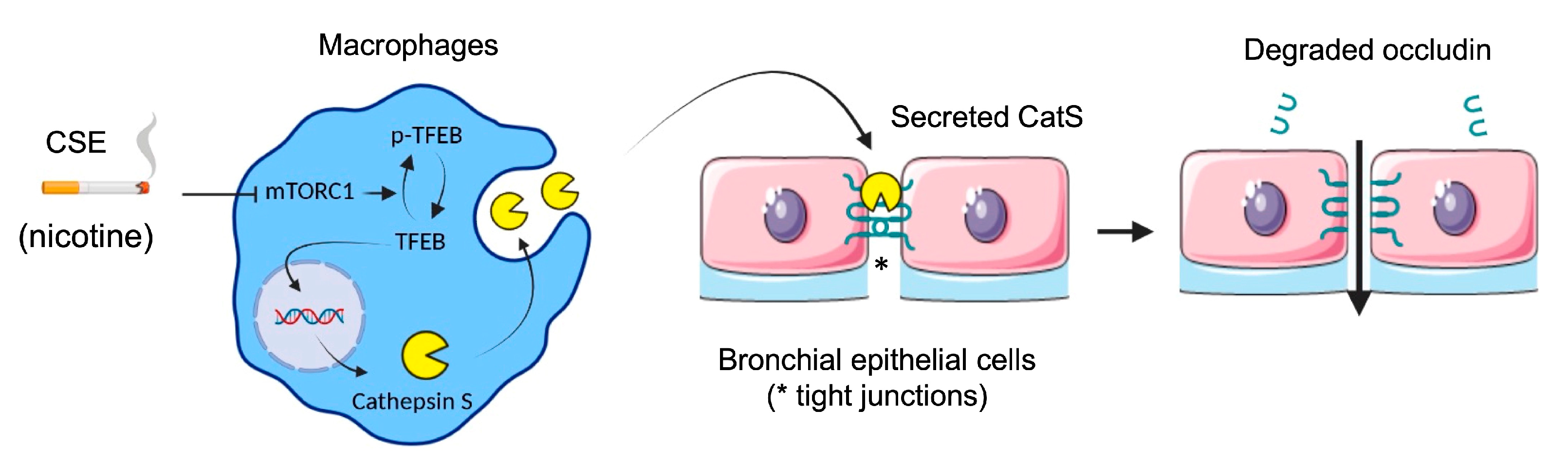 Antioxidants 12 00005 g010
