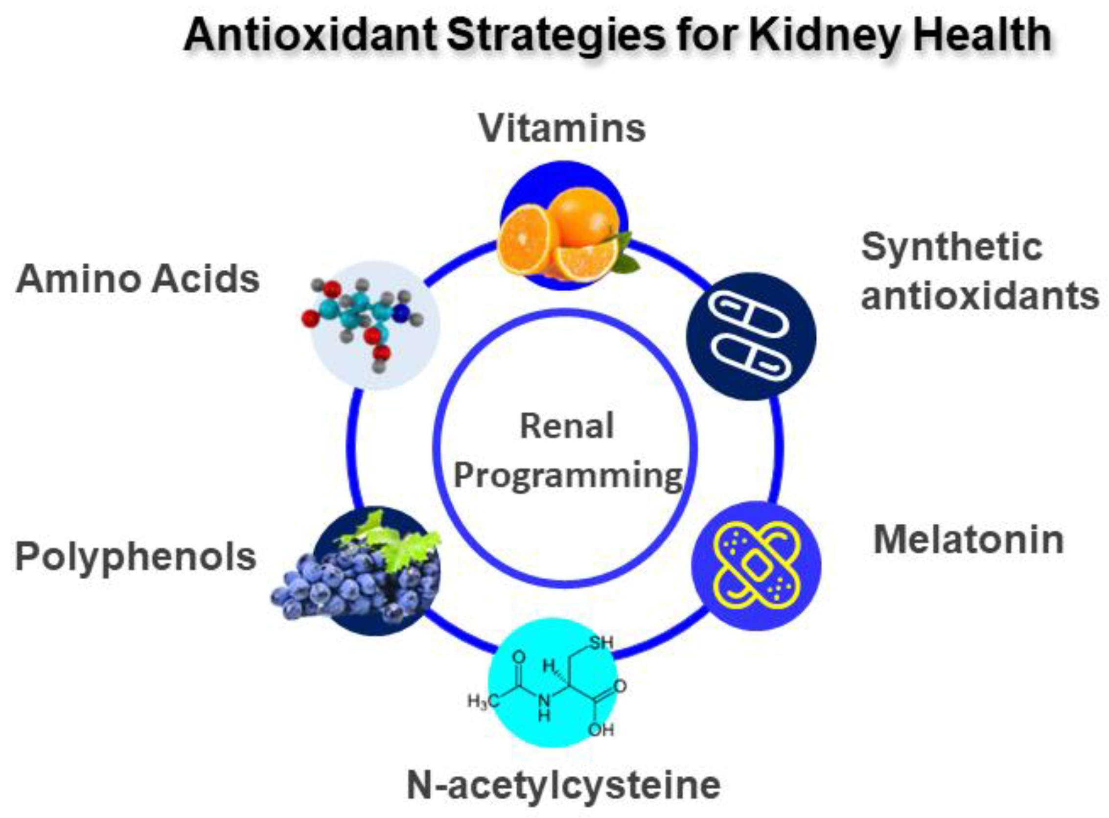Antioxidants 12 00013 g003