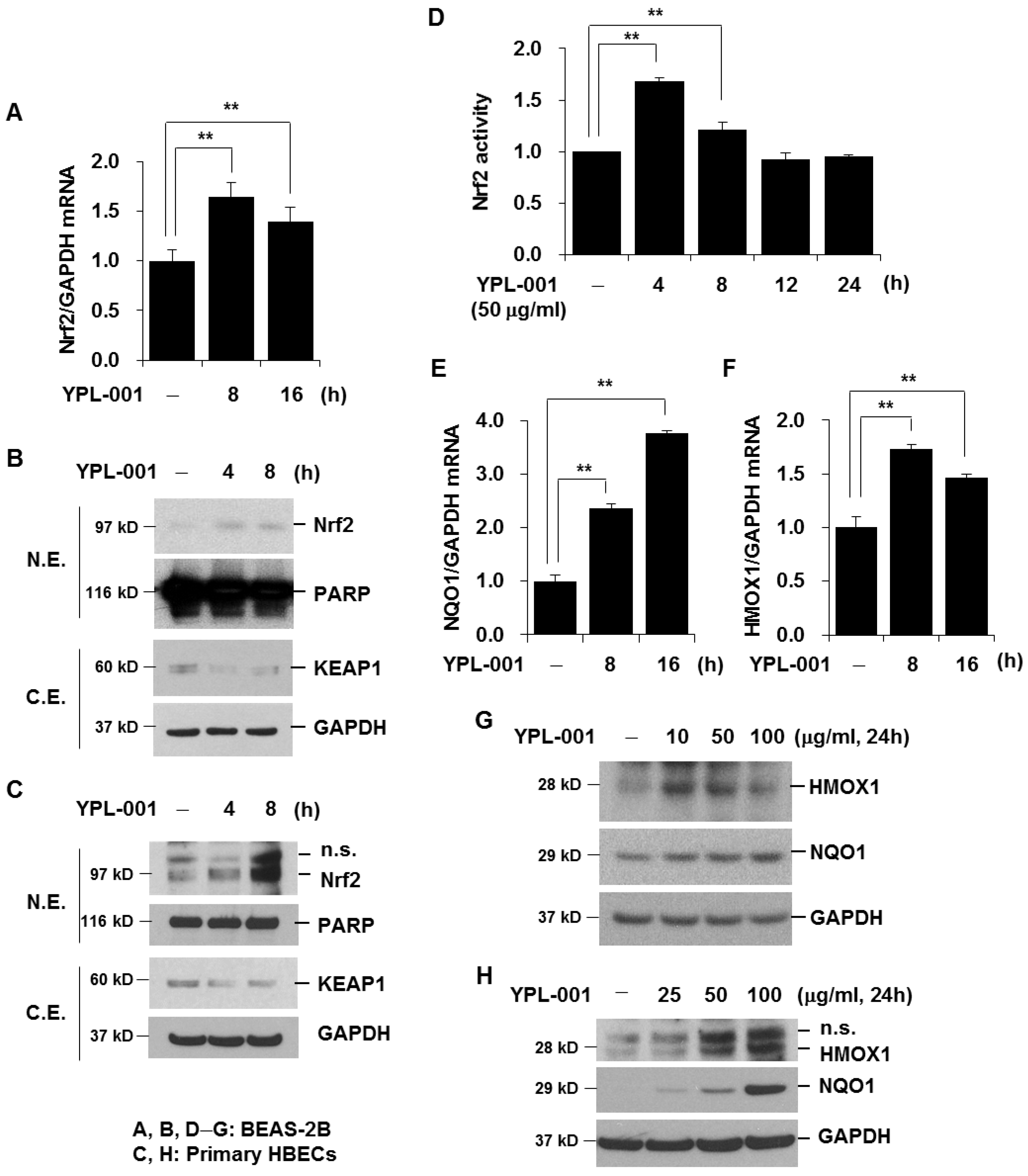 Antioxidants 12 00015 g004