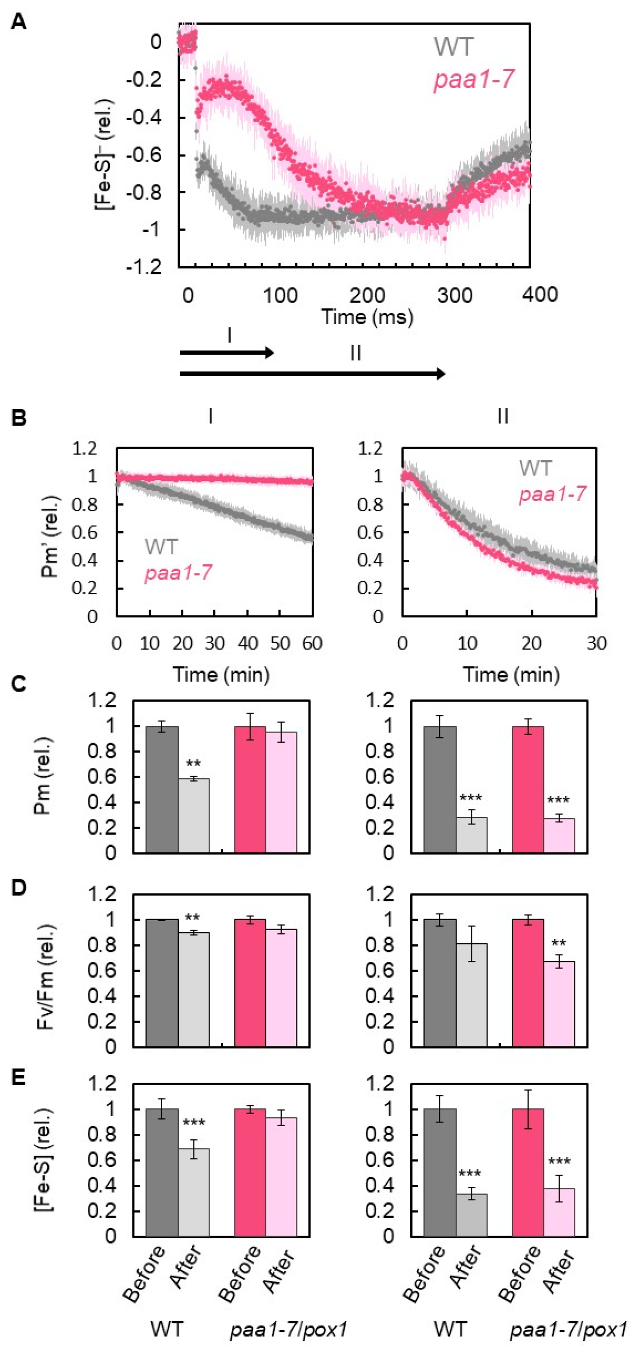 Antioxidants 12 00021 g003