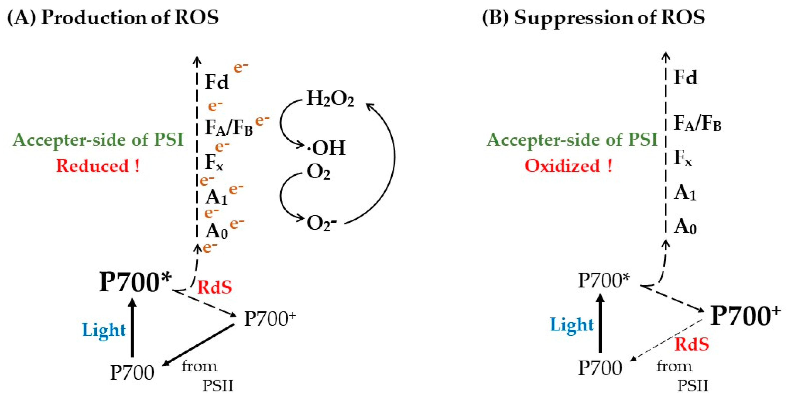 Antioxidants 12 00021 g006