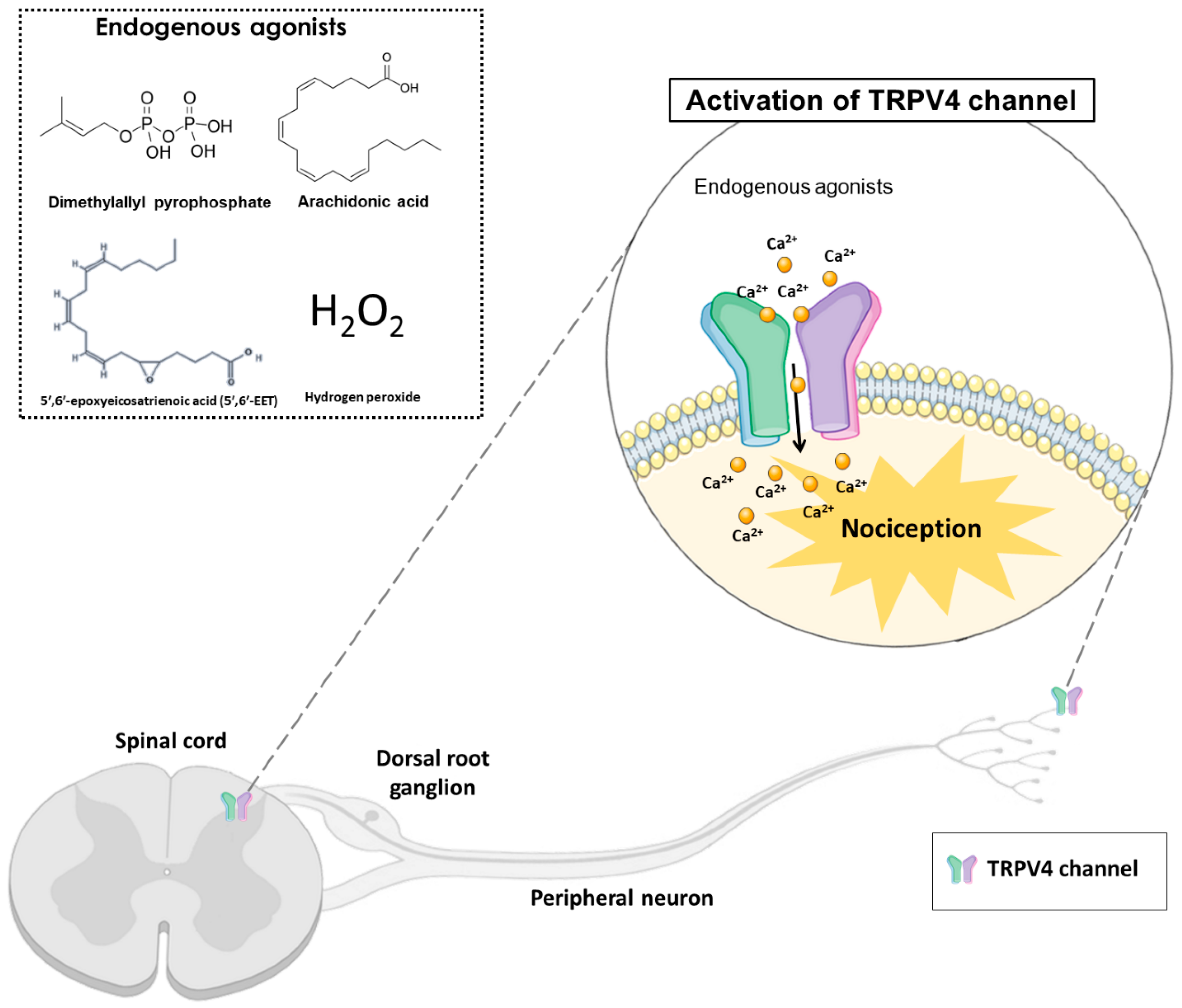 Antioxidants 12 00024 g001 Antioxidants 12 00024 g001