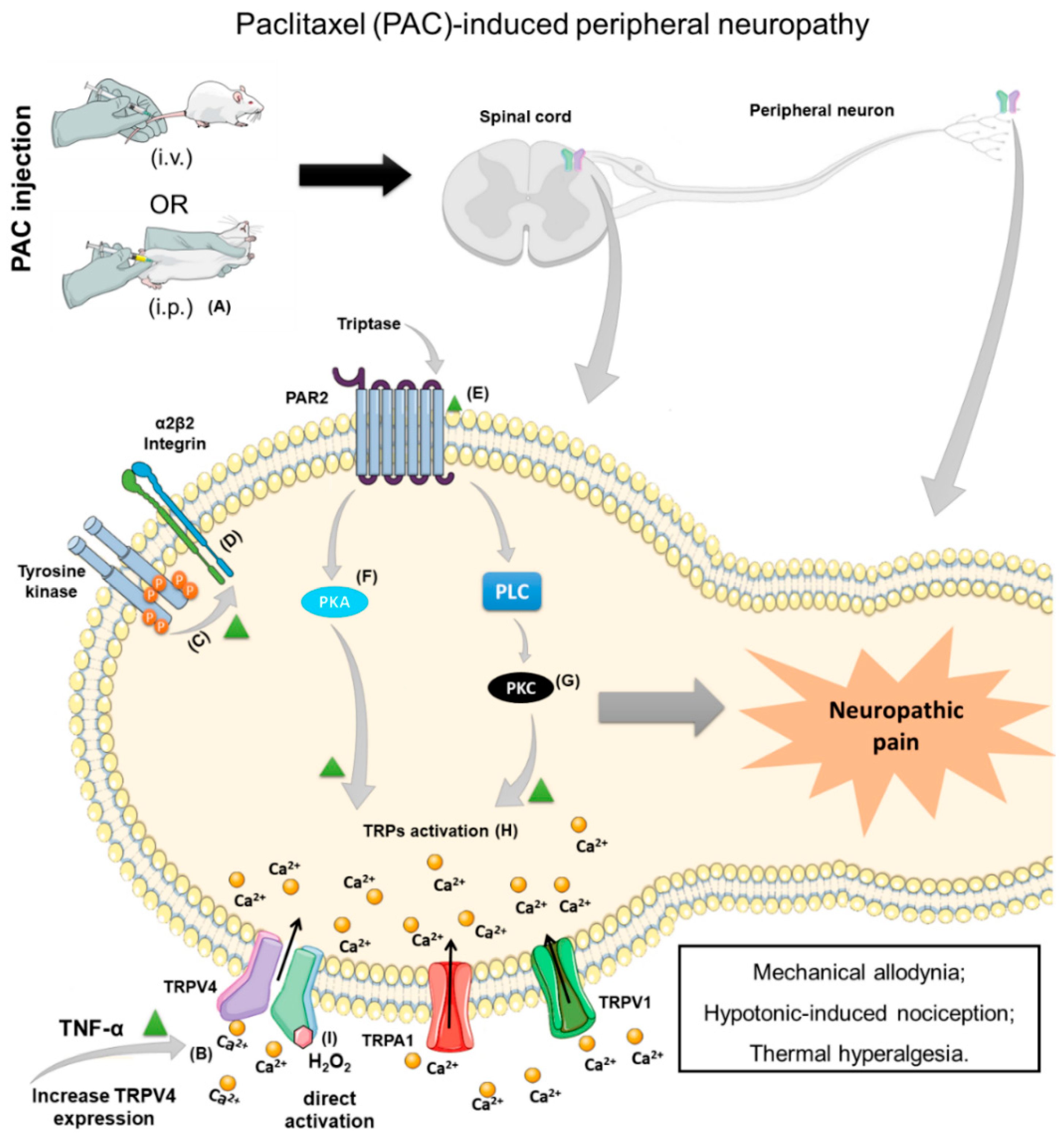 Antioxidants 12 00024 g003 Antioxidants 12 00024 g003