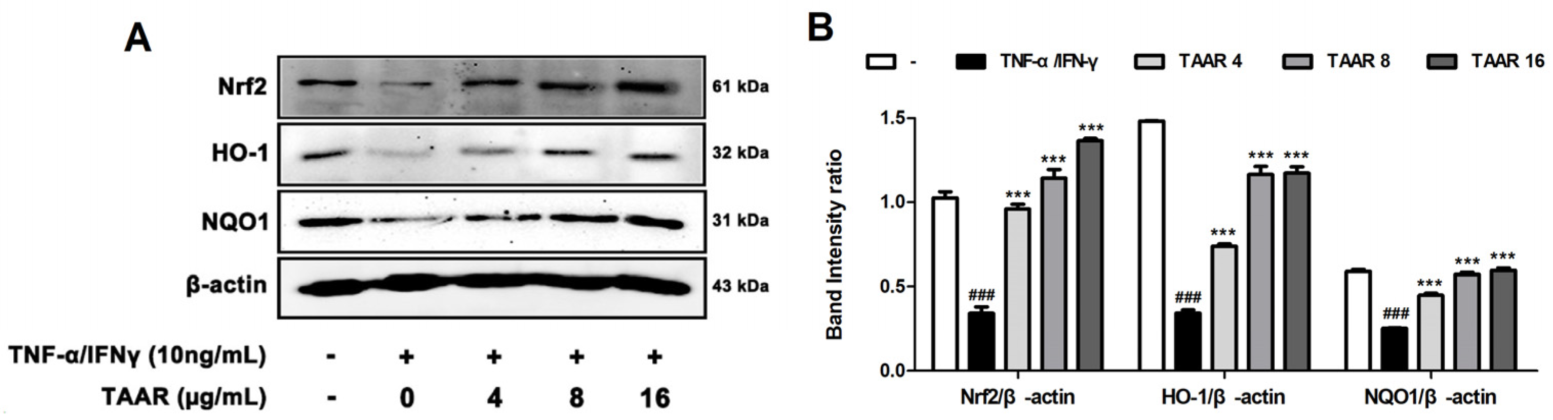 Antioxidants 12 00027 g005