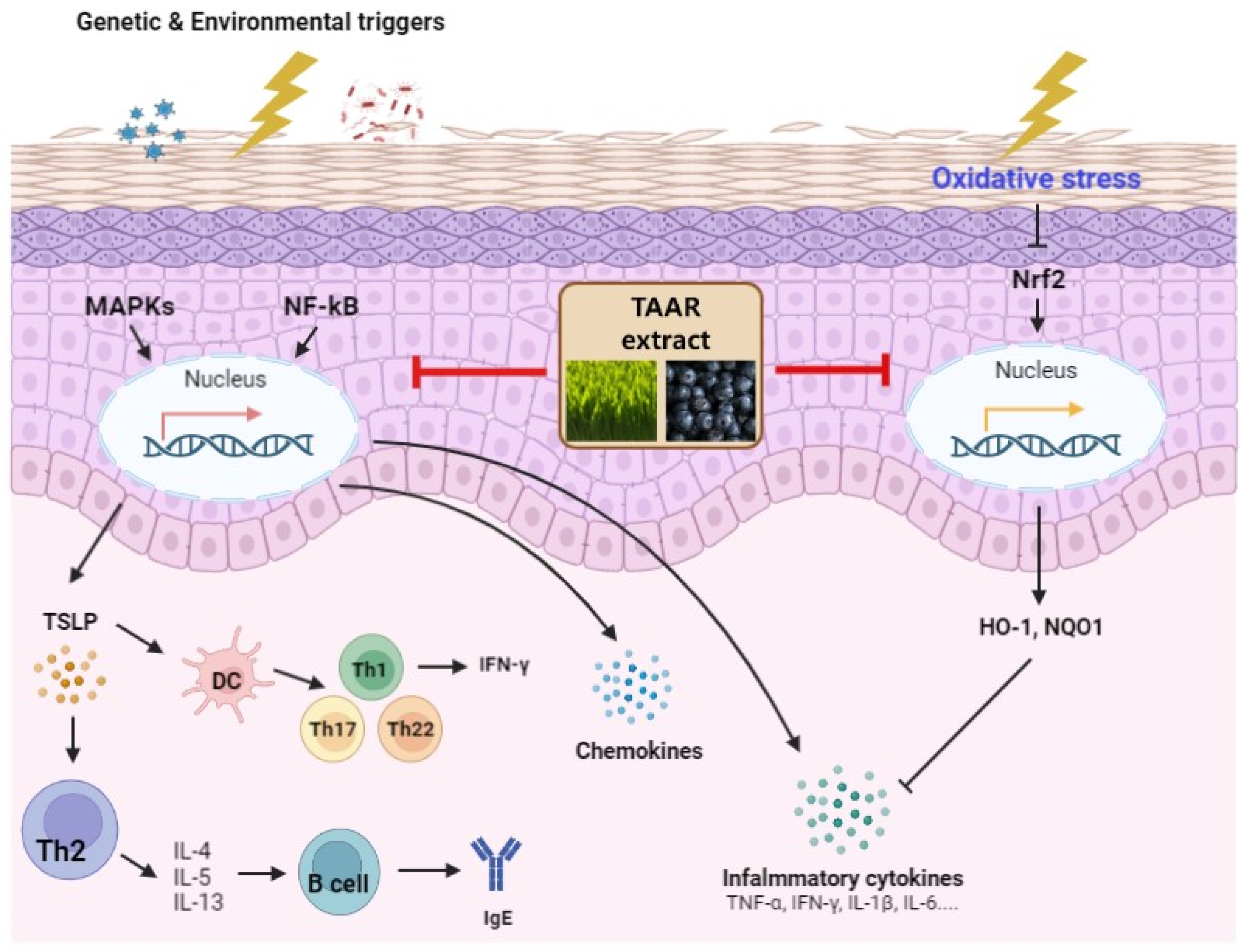 Antioxidants 12 00027 g010