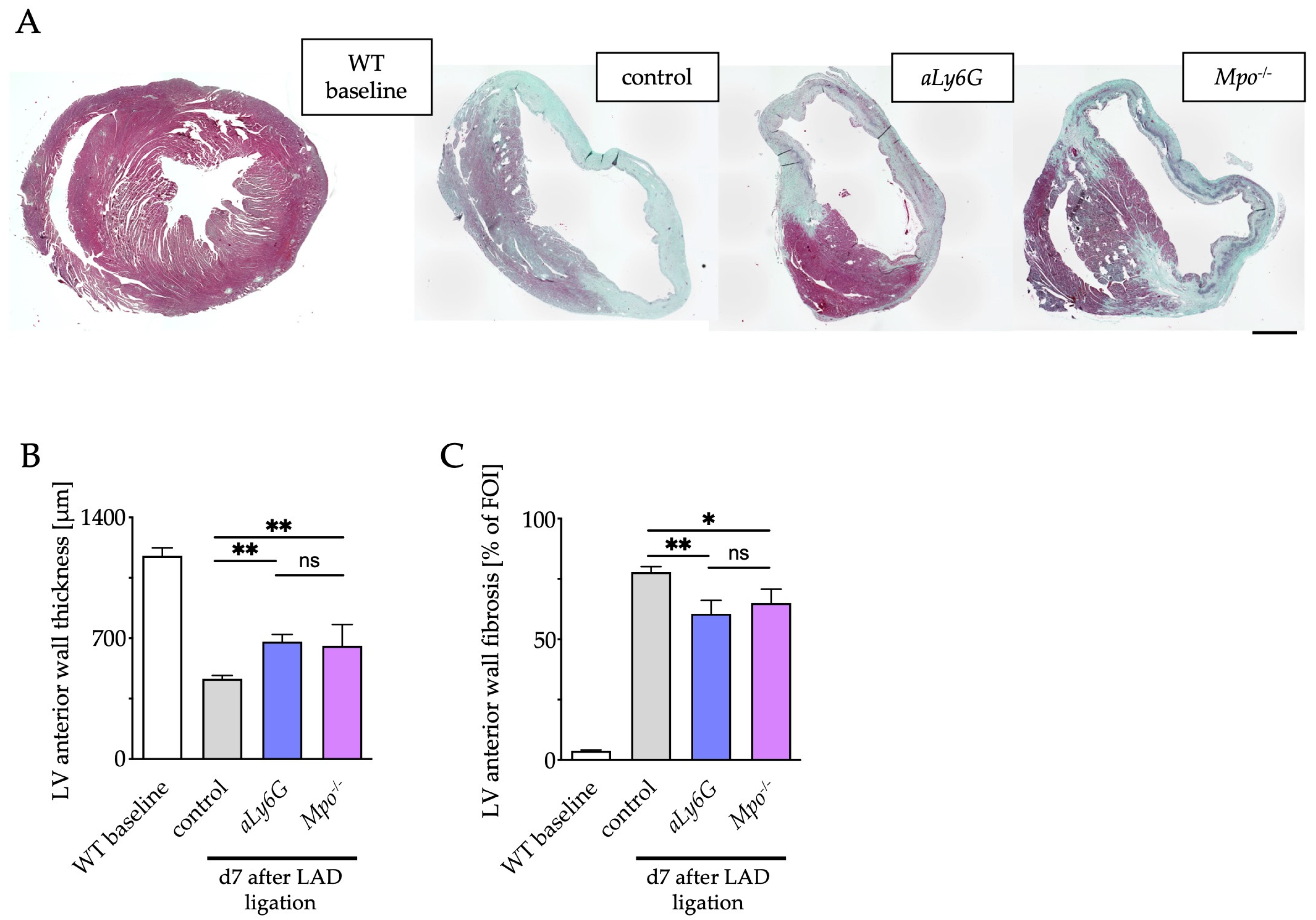 Antioxidants 12 00033 g003
