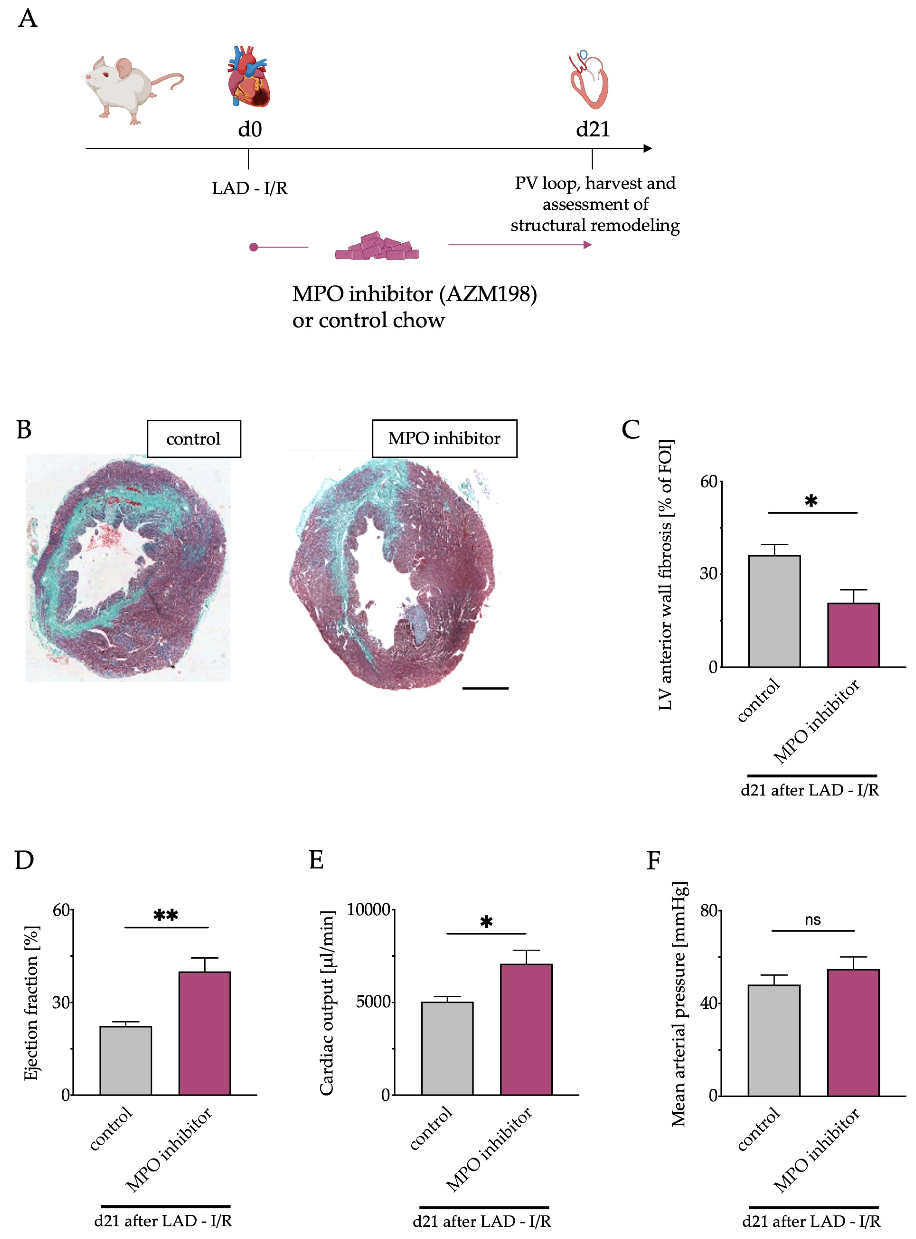Antioxidants 12 00033 g006