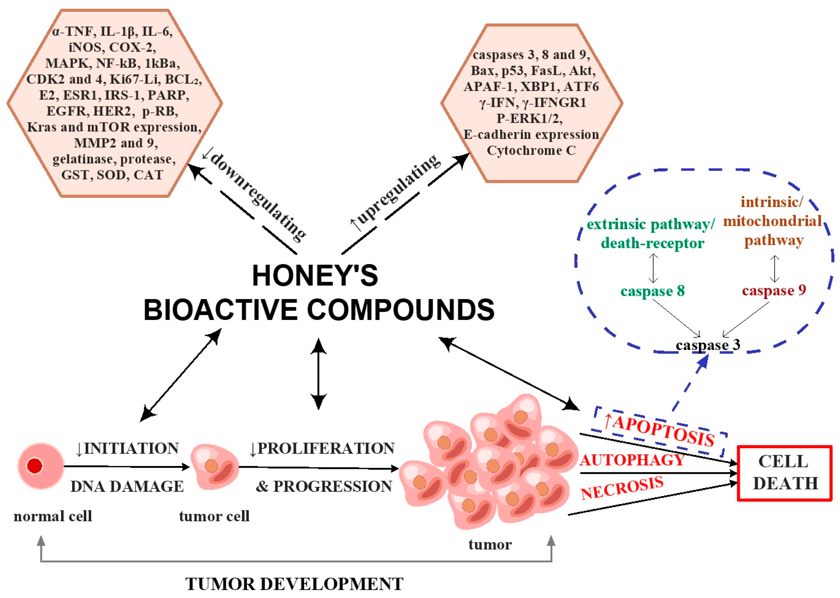 Antioxidants 12 00034 g005