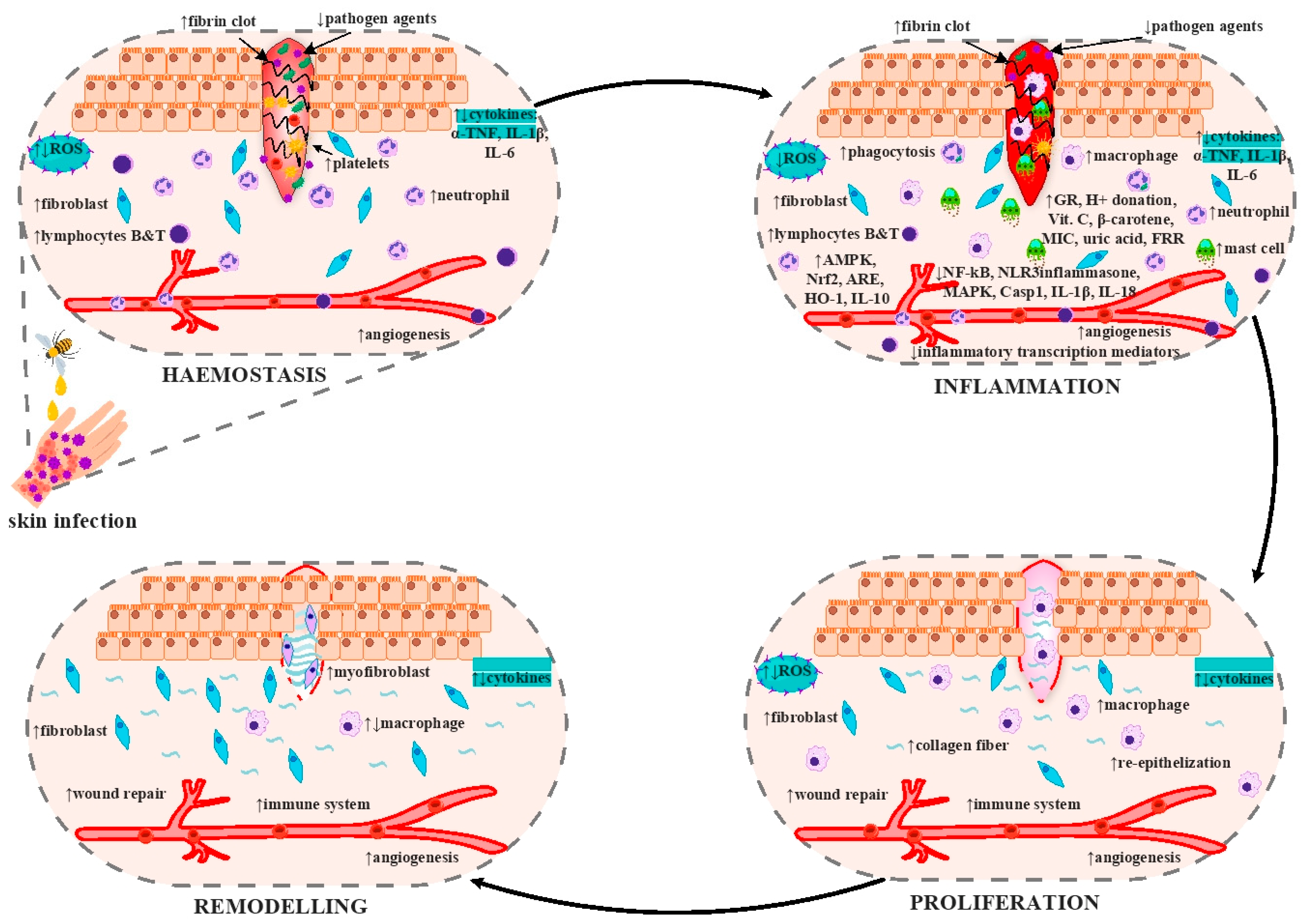 Antioxidants 12 00034 g006