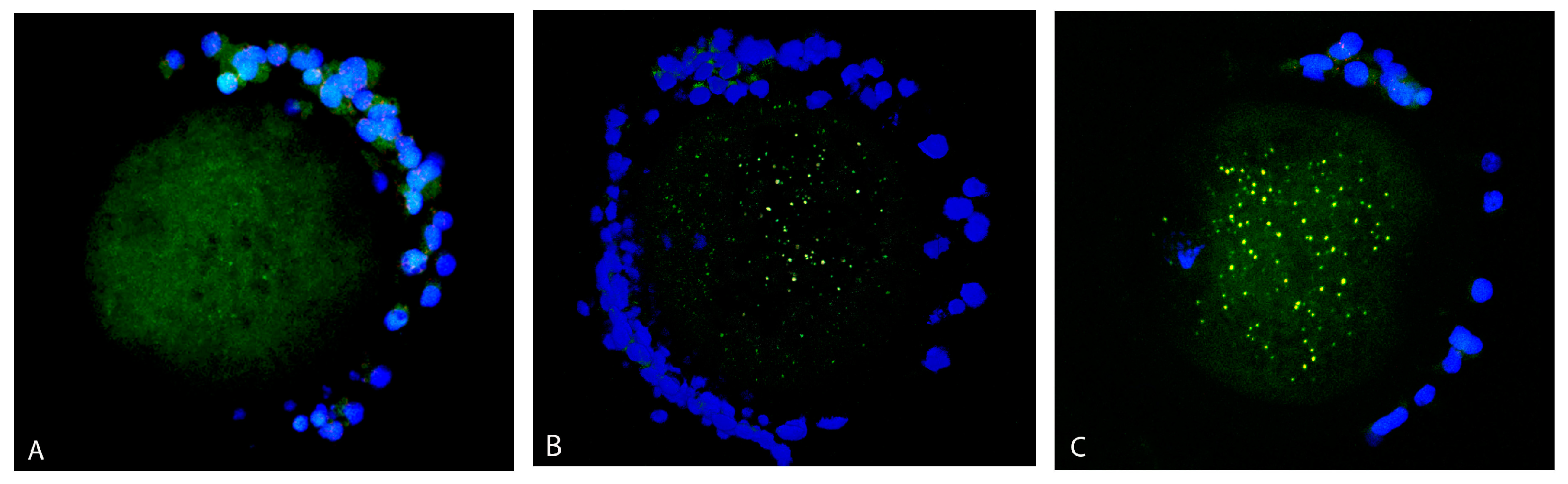 Antioxidants 12 00035 g003