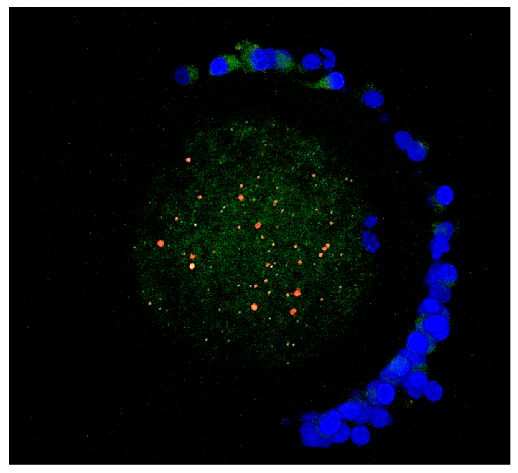 Antioxidants 12 00035 g004