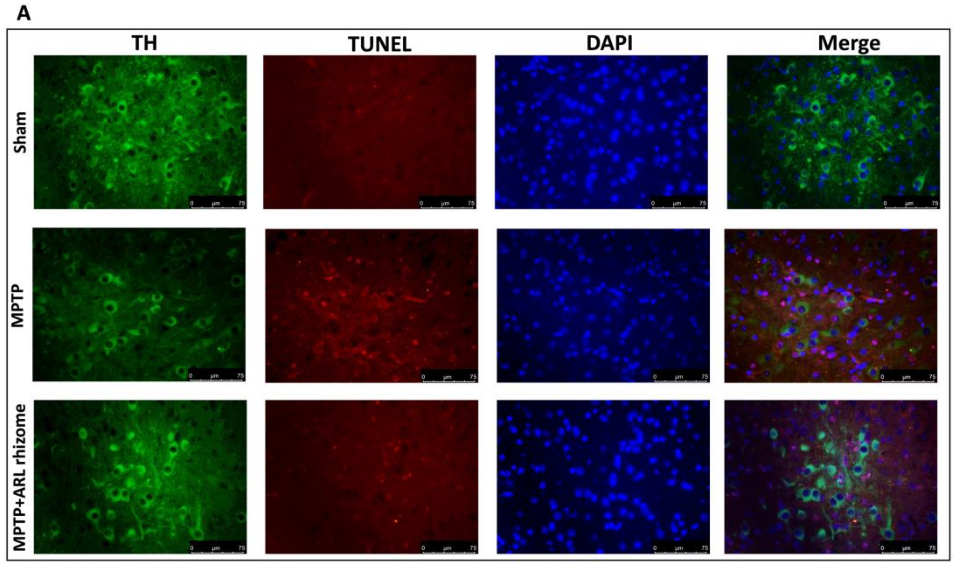 Antioxidants 12 00040 g004a